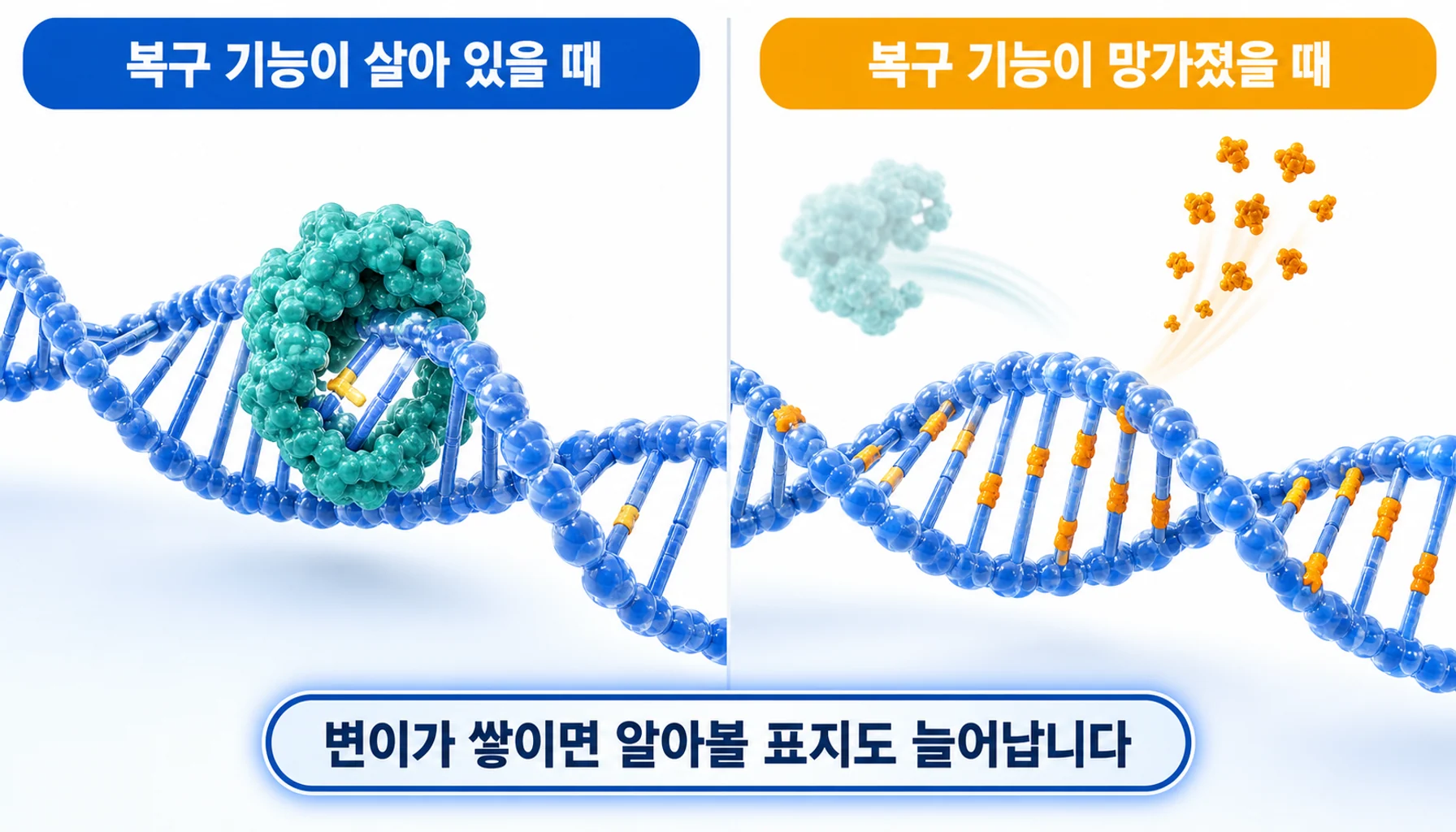 DNA 복구 기능이 망가지면 변이가 급격히 쌓이는 과정을 그린 그림