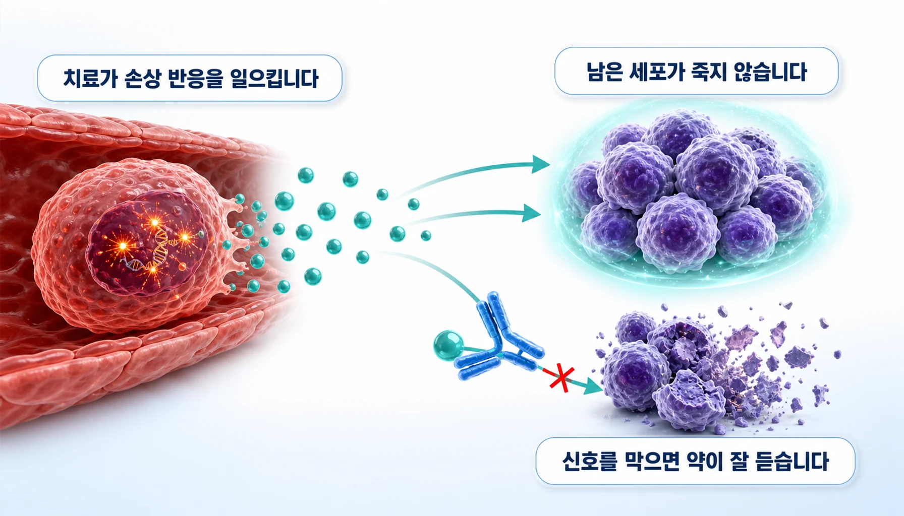 항암치료 뒤 주변 세포가 사이토카인을 내어 남은 암세포를 지키는 과정을 그린 그림