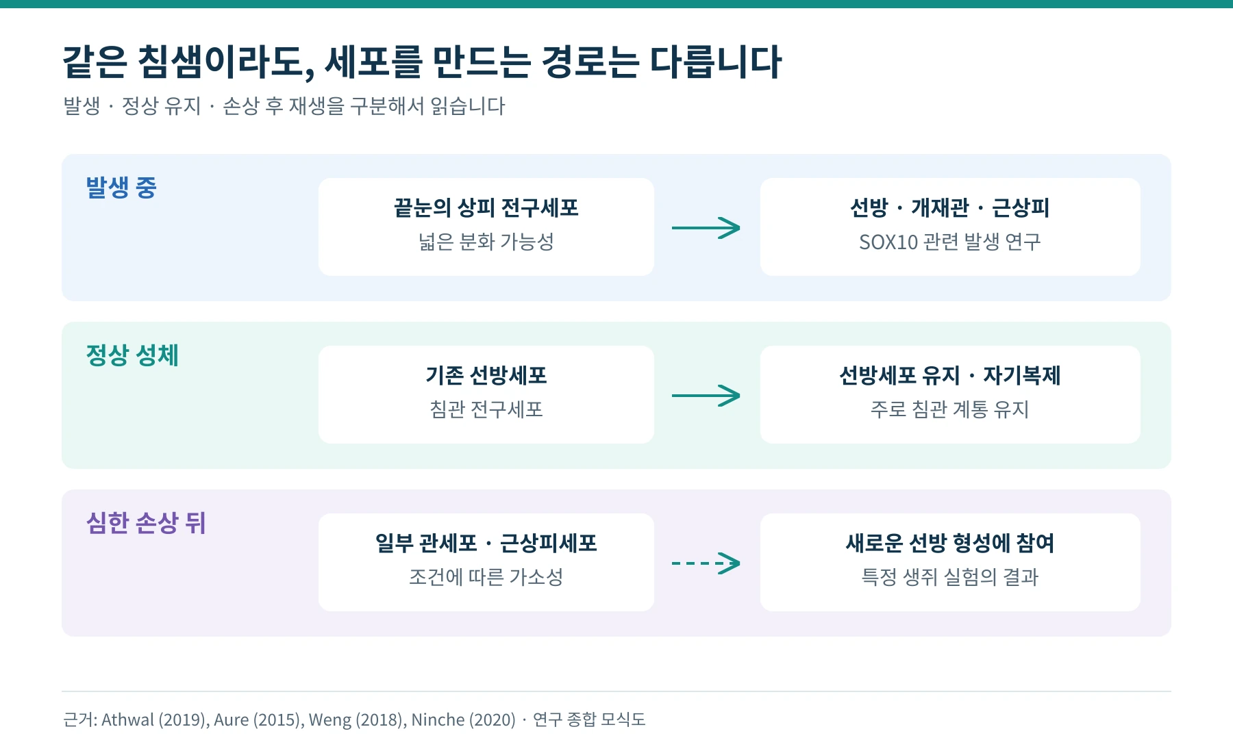발생 중에는 넓은 분화 가능성이 있고 정상 성체에서는 계통별 유지가 우세하며 심한 손상 뒤에는 일부 세포의 가소성이 나타나는 비교도