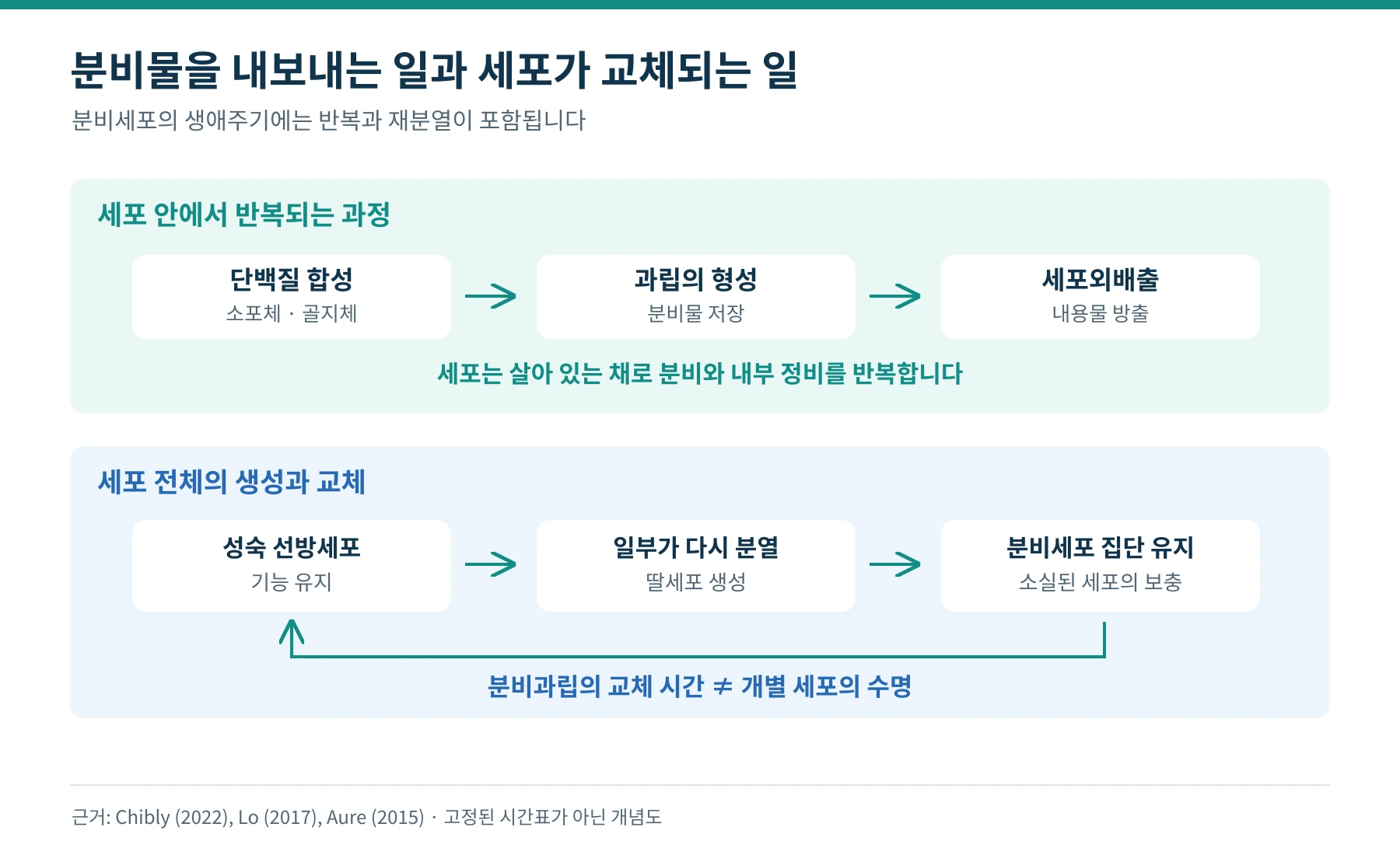 분비과립의 반복적인 생성과 방출, 세포 자체의 분열과 교체를 별도 경로로 구분한 생애주기 도식