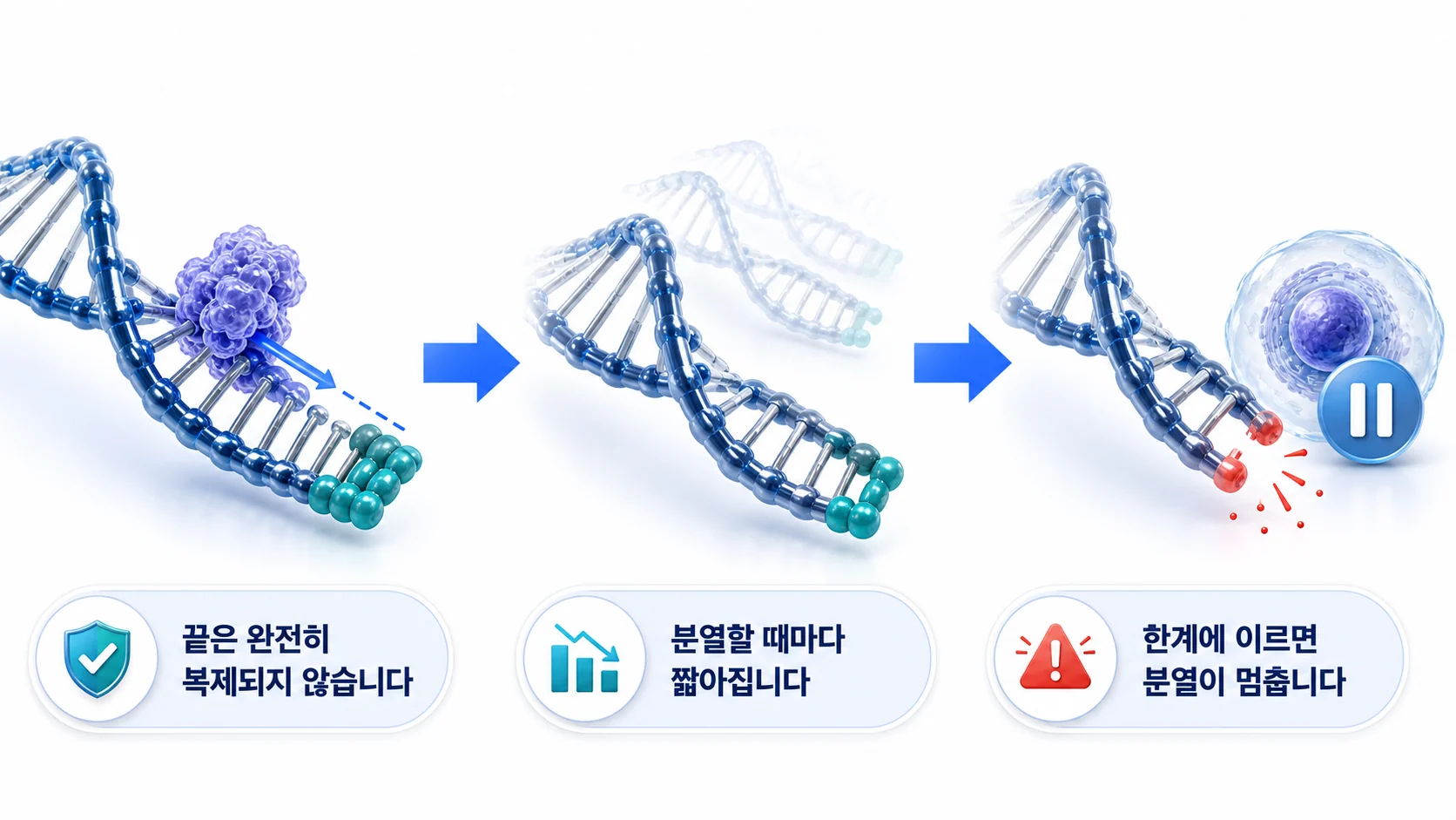 분열할 때마다 염색체 끝이 짧아지고 한계에 이르면 분열이 멈추는 과정을 그린 그림