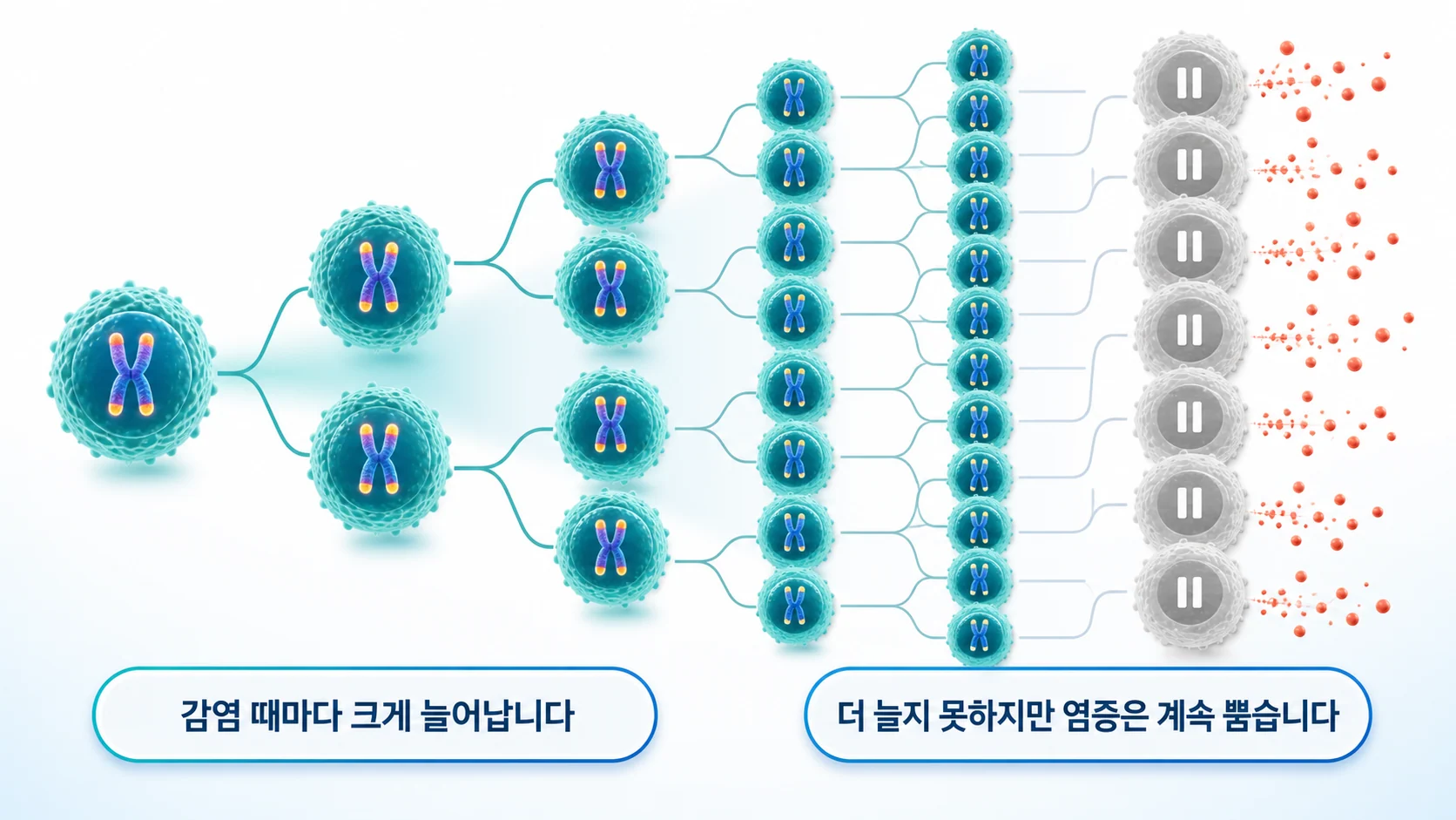 반복 분열로 텔로미어가 짧아진 T세포가 기능을 잃는 과정을 그린 그림