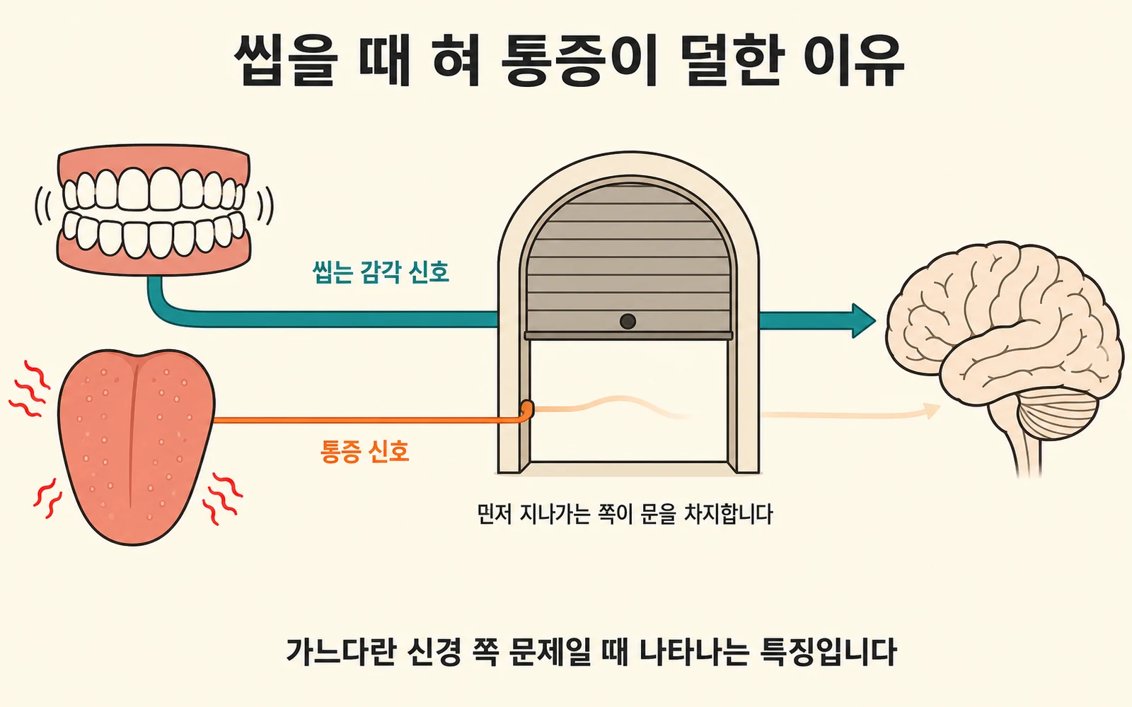 씹을 때 혀 통증이 덜한 이유