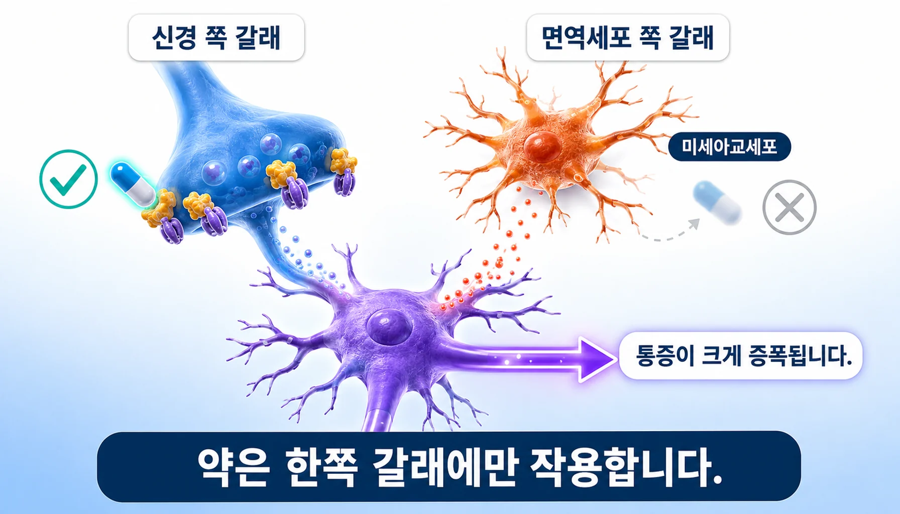 중추감작의 두 갈래 가운데 약이 닿는 쪽과 닿지 않는 쪽을 그린 그림
