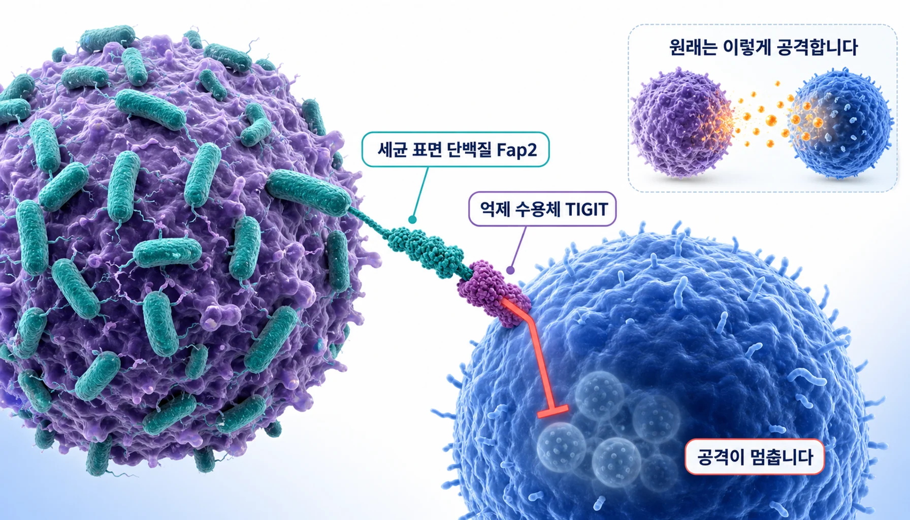 세균 표면 단백질이 면역세포의 억제 수용체에 결합해 공격을 멈추게 하는 과정을 그린 그림
