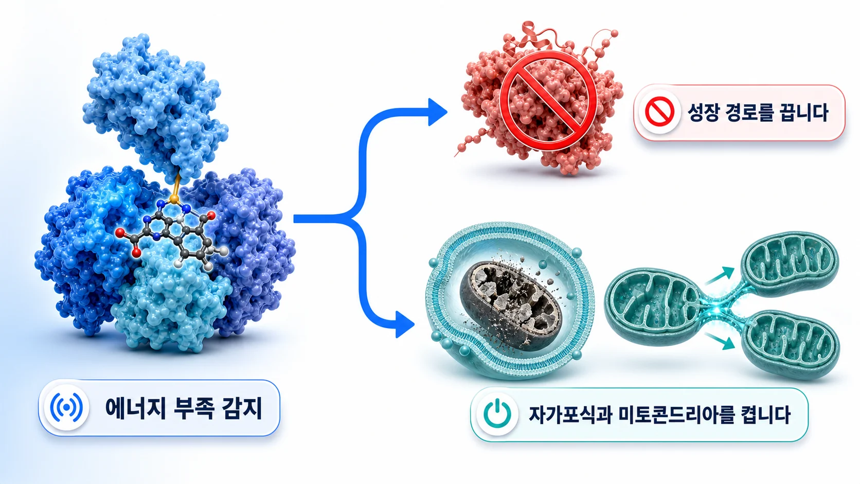 AMPK가 에너지 부족을 감지해 성장 경로를 끄고 자가포식과 미토콘드리아 생합성을 켜는 과정을 그린 그림