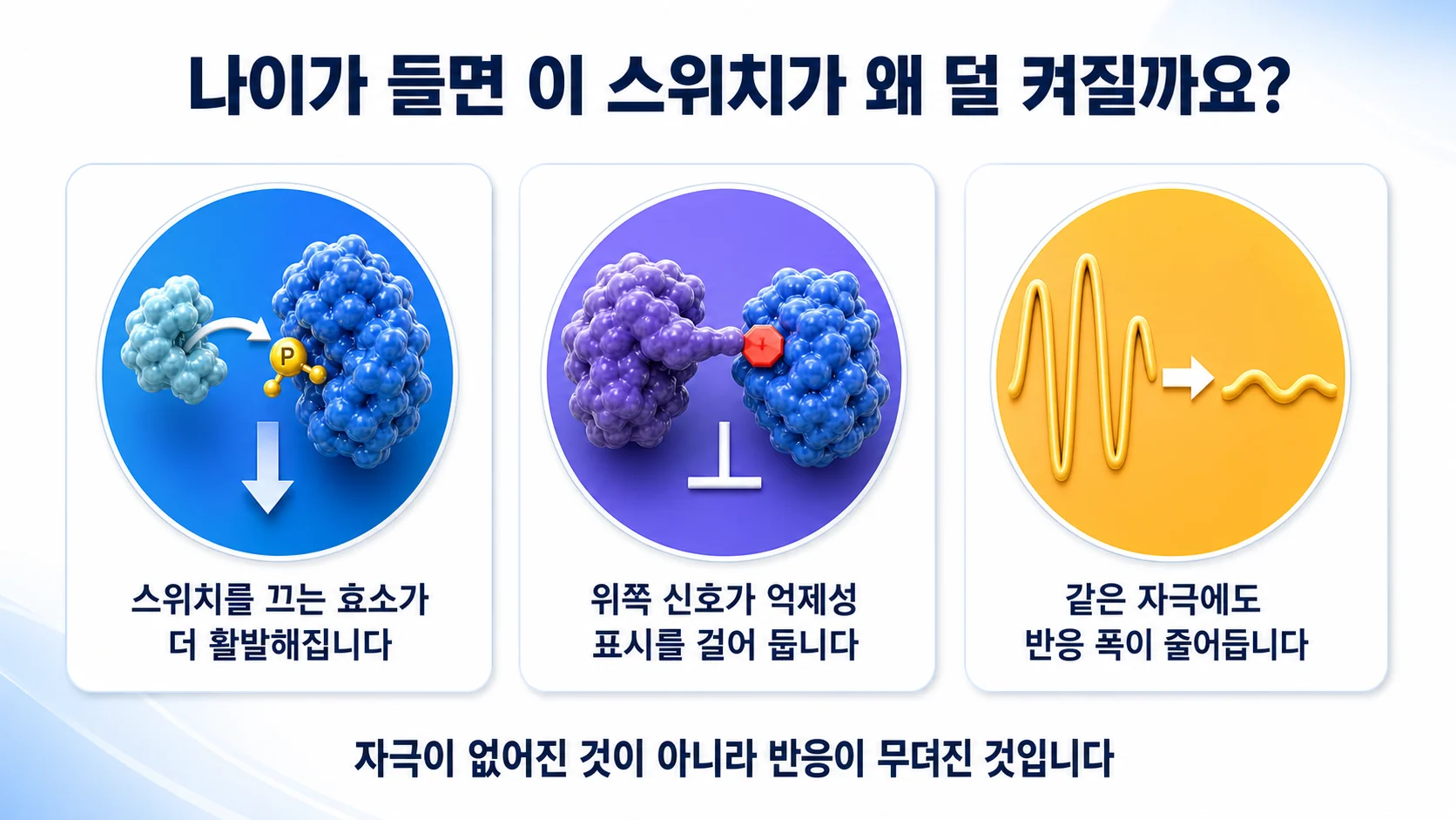 나이가 들면서 AMPK 반응이 줄어드는 세 가지 이유를 정리한 그림