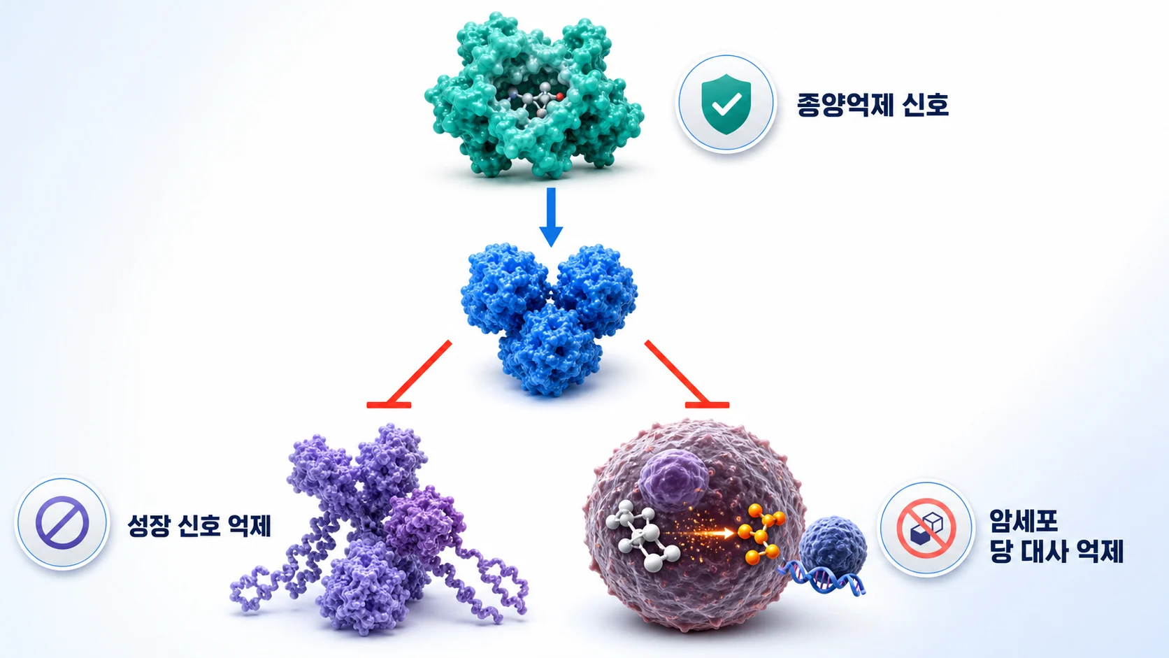 LKB1이 AMPK를 켜서 성장 신호와 암세포의 당 대사를 억제하는 관계를 그린 그림
