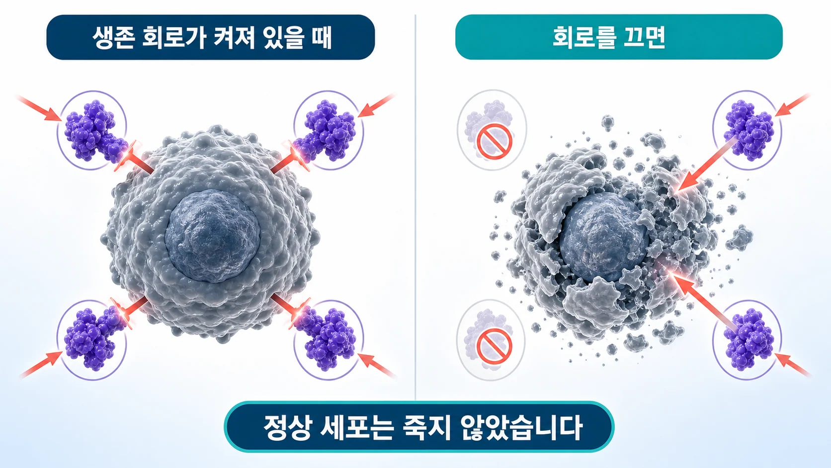 노화세포가 켜 둔 생존 회로와 그것을 끄면 세포가 죽는 관계를 그린 그림
