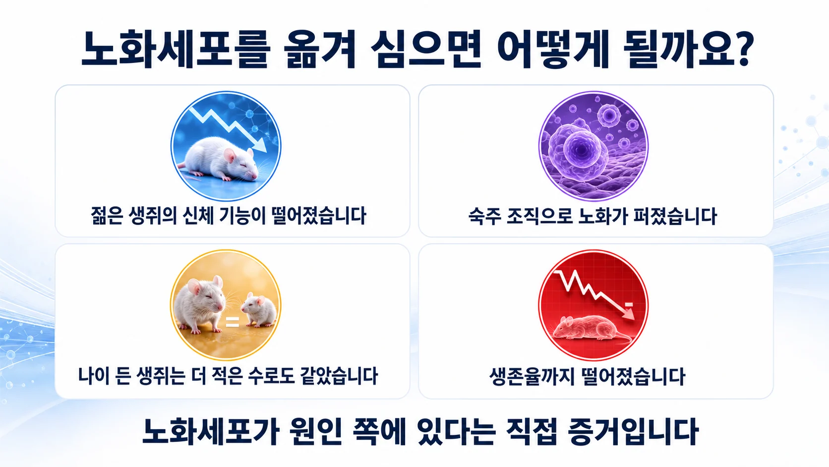 노화세포 이식과 제거 실험에서 나타난 결과를 정리한 그림