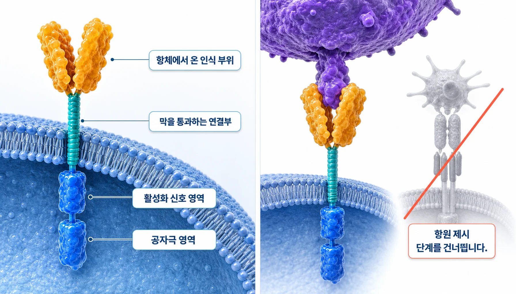키메라 항원 수용체의 구조와 표적 인식 과정을 그린 그림