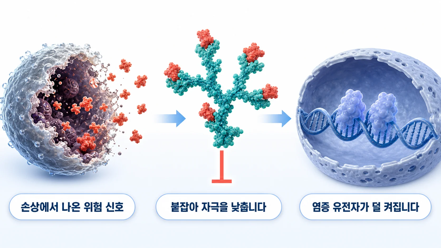 CD24가 손상 신호를 붙잡아 염증 반응을 눌러 주는 과정을 그린 그림