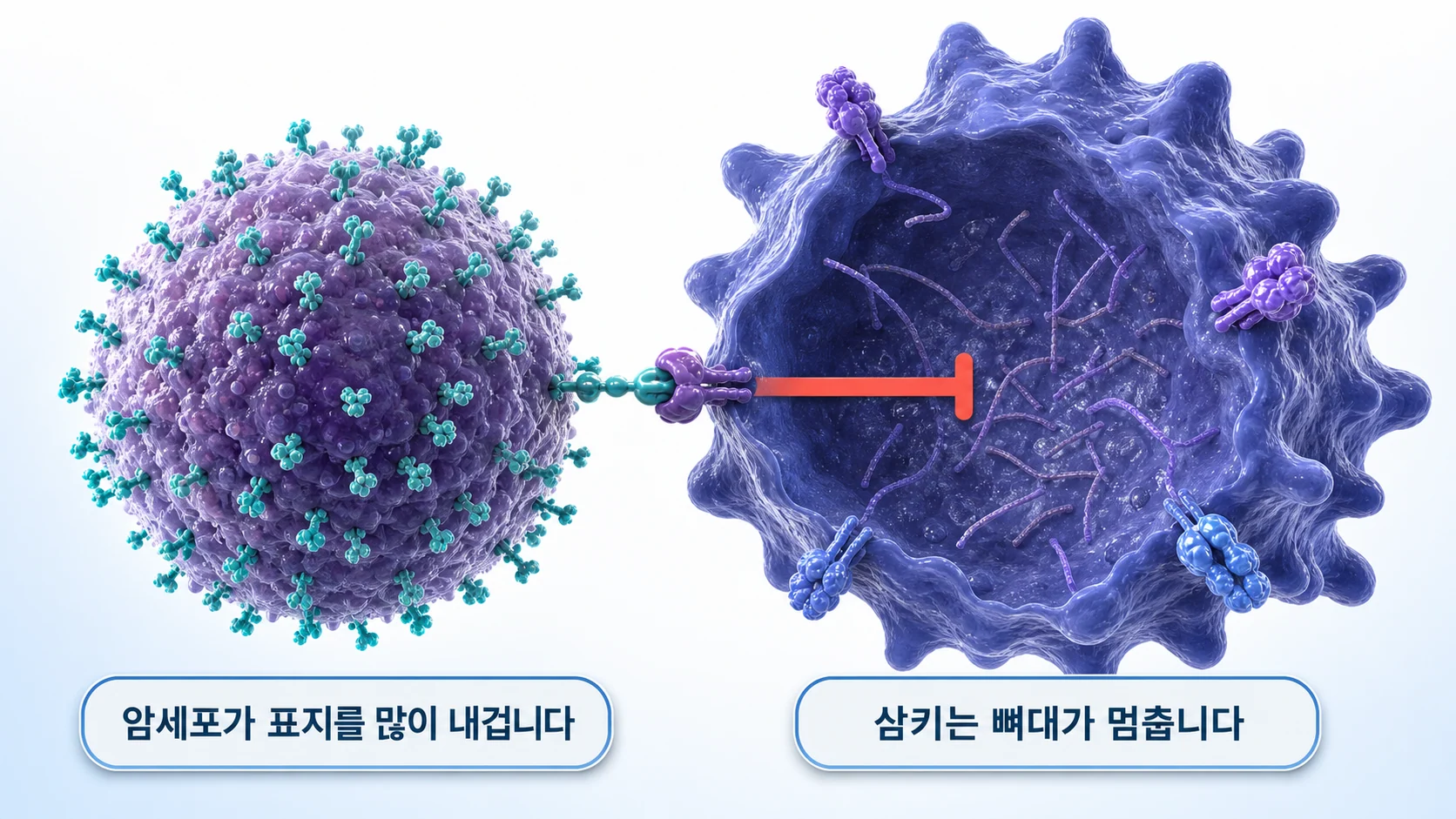 암세포가 CD24를 많이 내걸고 종양관련대식세포의 억제 수용체와 결합하는 과정을 그린 그림