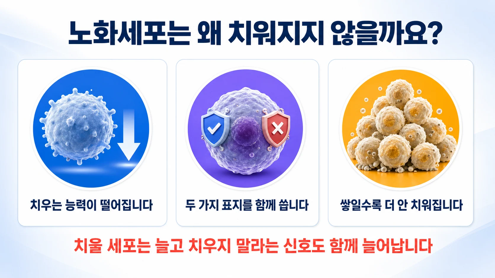 노화세포가 두 가지 표지를 함께 써서 청소를 피하는 구조를 정리한 그림