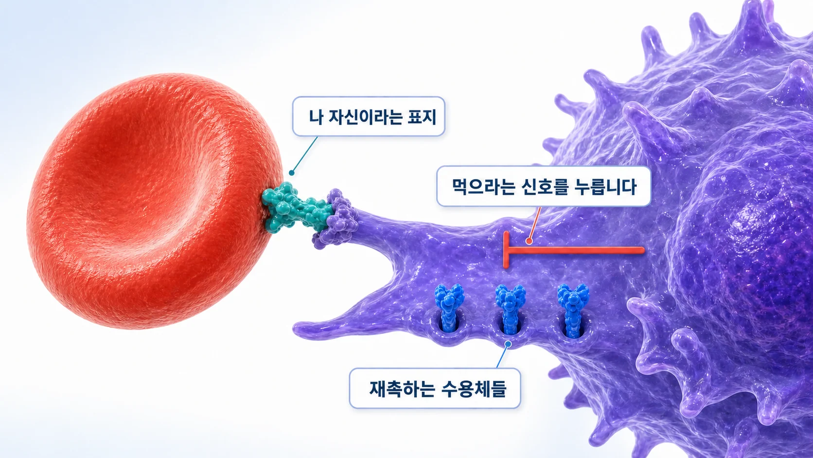CD47이 대식세포의 억제 수용체에 결합해 탐식을 멈추는 과정을 그린 그림