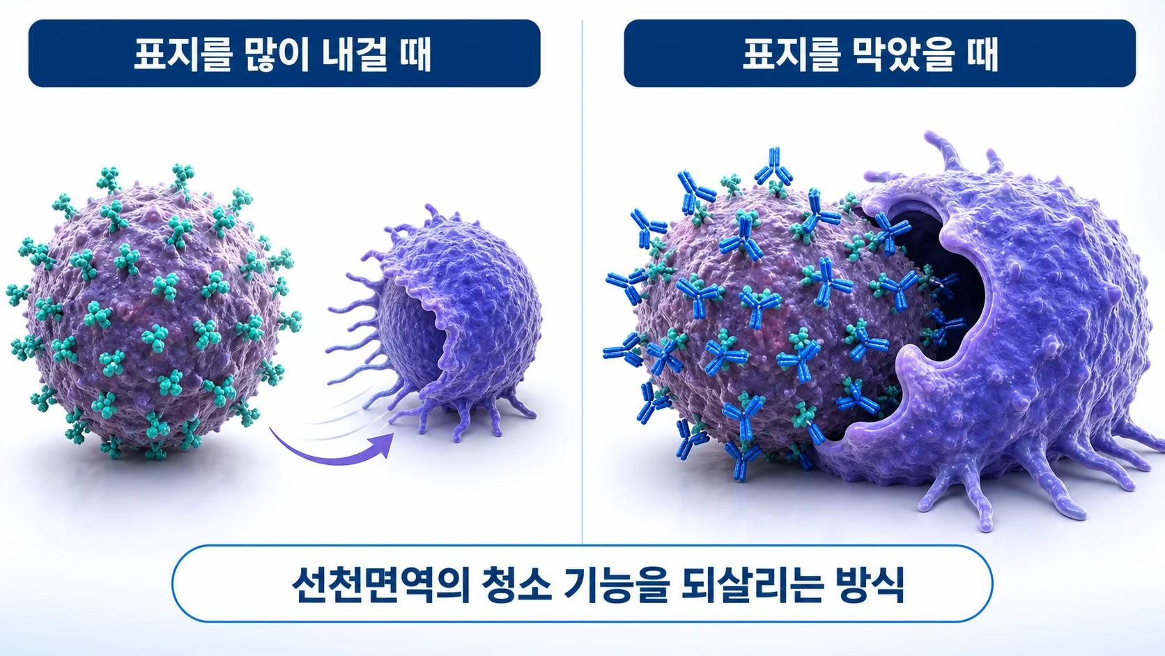 암세포가 표지를 많이 내걸어 탐식을 피하는 상황과 이를 막았을 때를 비교한 그림