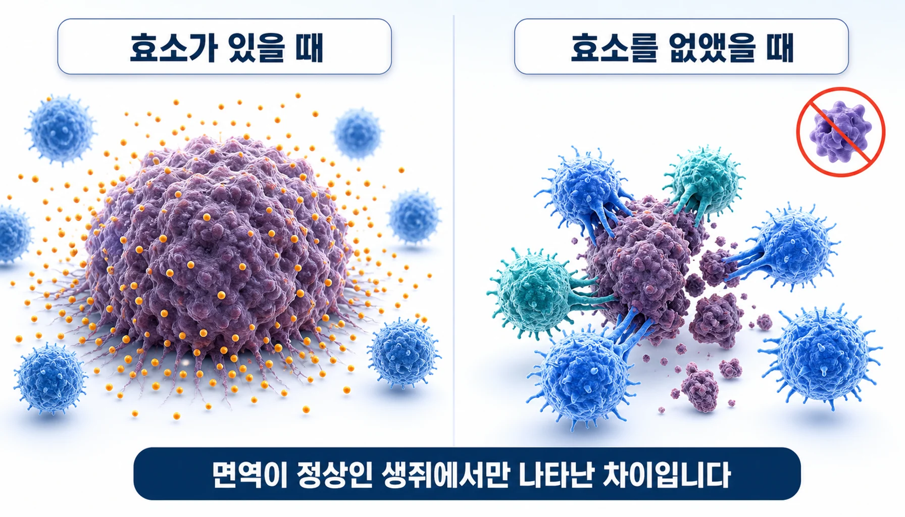 COX를 없앤 종양세포가 면역세포에게 제거되는 변화를 그린 그림