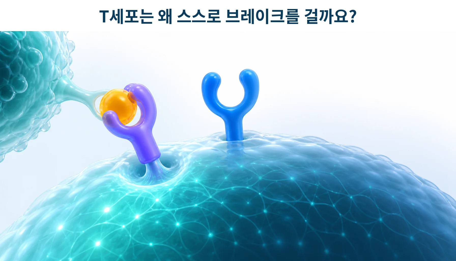 활성화된 면역세포가 스스로 브레이크를 거는 모습을 형상화한 개념 그림