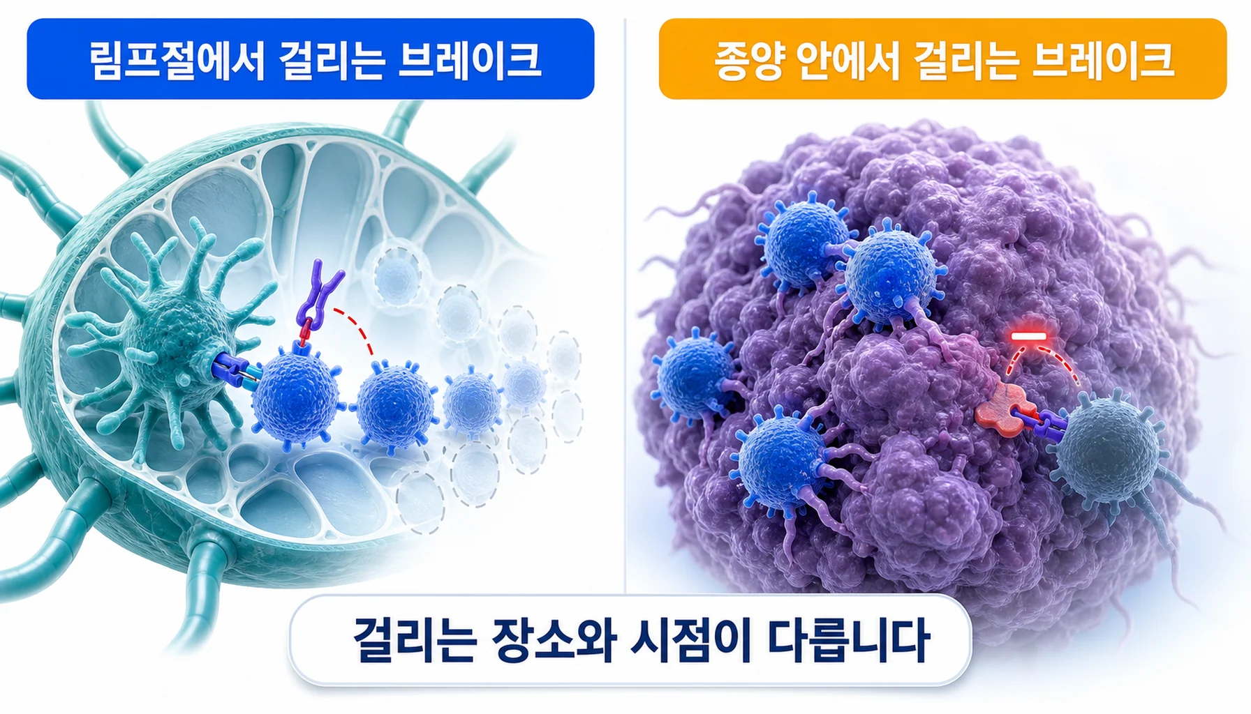 림프절에서 걸리는 브레이크와 종양 안에서 걸리는 브레이크를 나눠 그린 그림