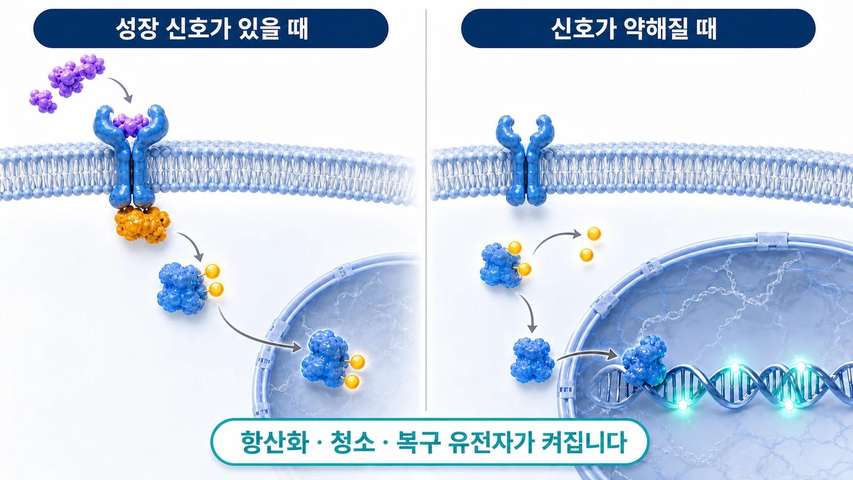 성장 신호가 있을 때와 없을 때 FOXO의 위치가 달라지는 과정을 그린 그림