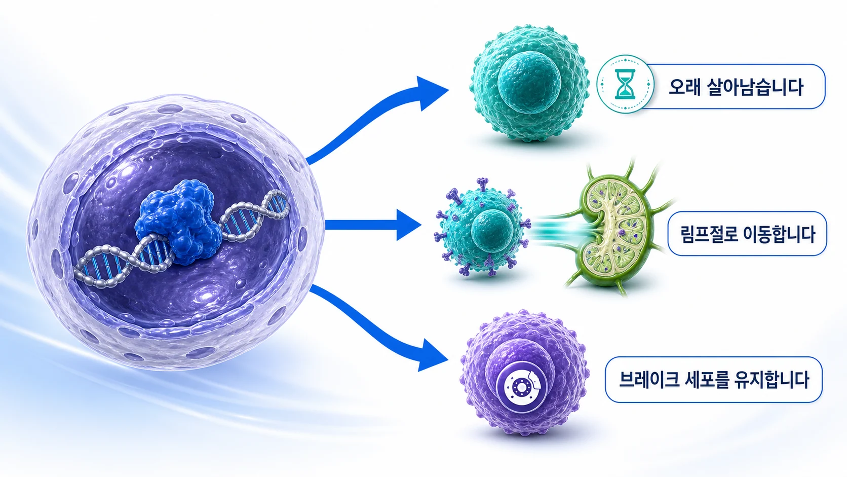 FOXO가 T세포의 생존과 이동, 조절 T세포 유지에 관여하는 관계를 그린 그림