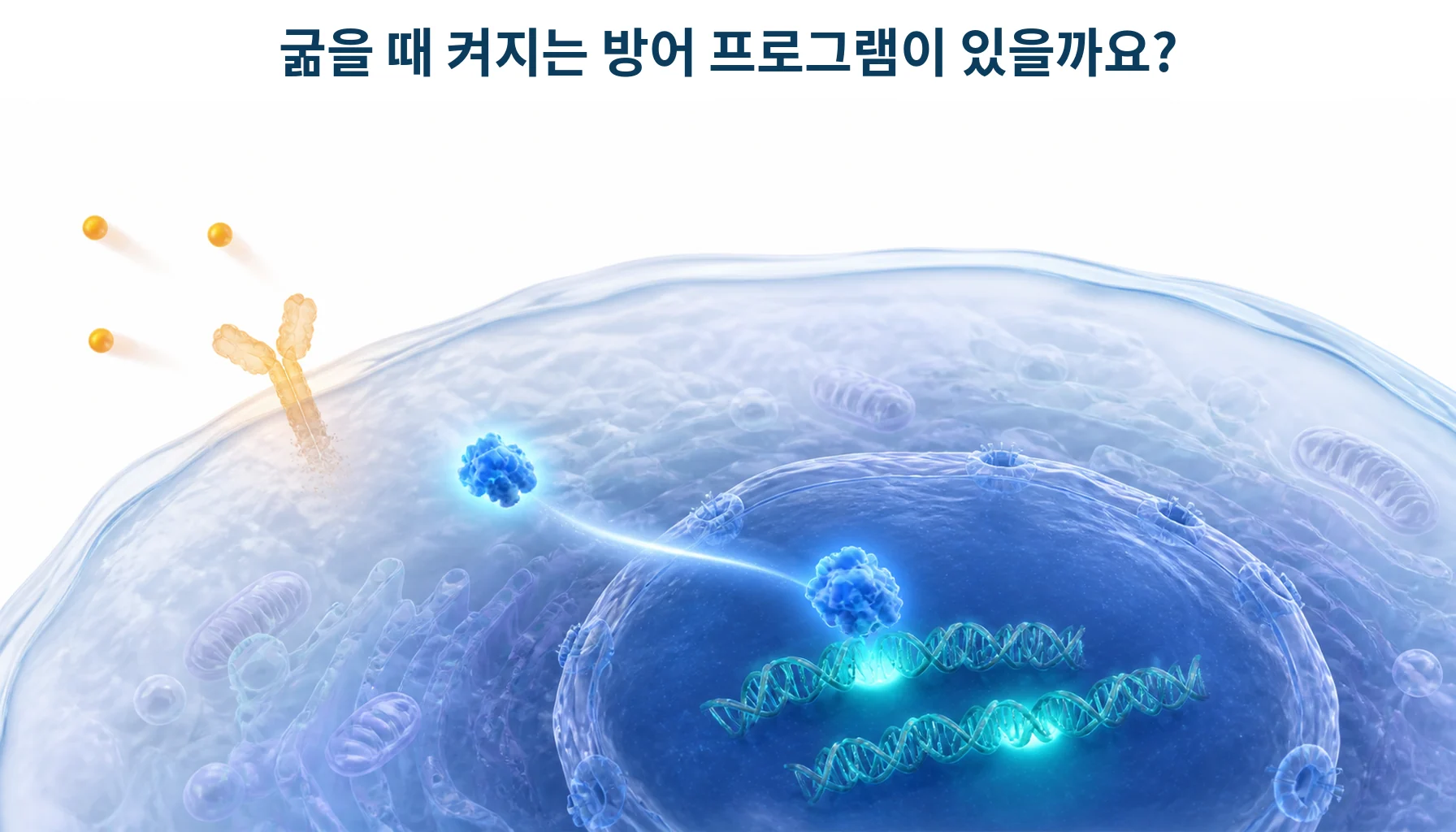 FOXO와 면역 항상성: 장수 유전자 연구에서 알 수 있는 것