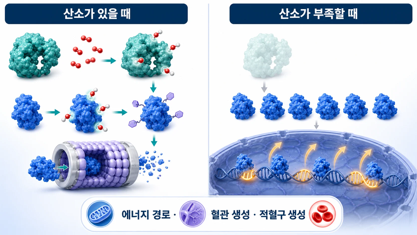 산소가 있을 때와 없을 때 HIF-1α의 운명이 달라지는 과정을 그린 그림