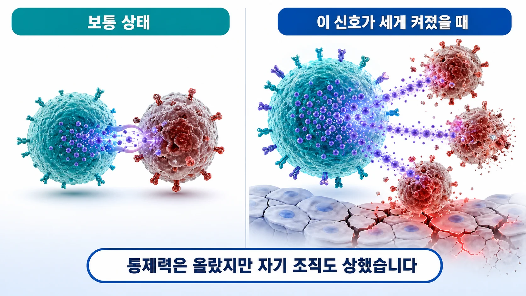 저산소 신호가 세포독성 T세포의 기능을 강화하는 과정을 그린 그림