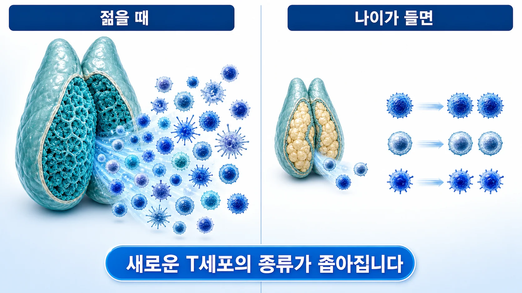 나이가 들며 흉선이 줄고 새로운 T세포 공급이 감소하는 과정을 그린 그림