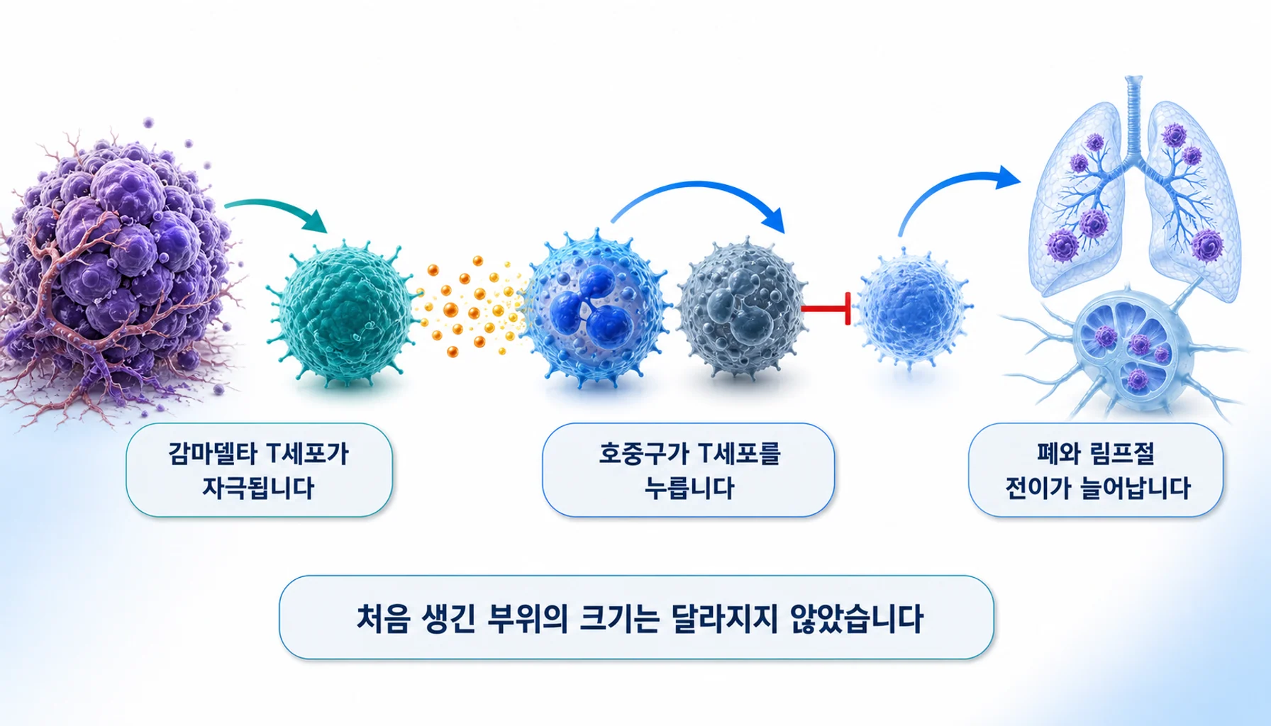 감마델타 T세포와 호중구가 이어져 전이를 돕는 경로를 그린 그림