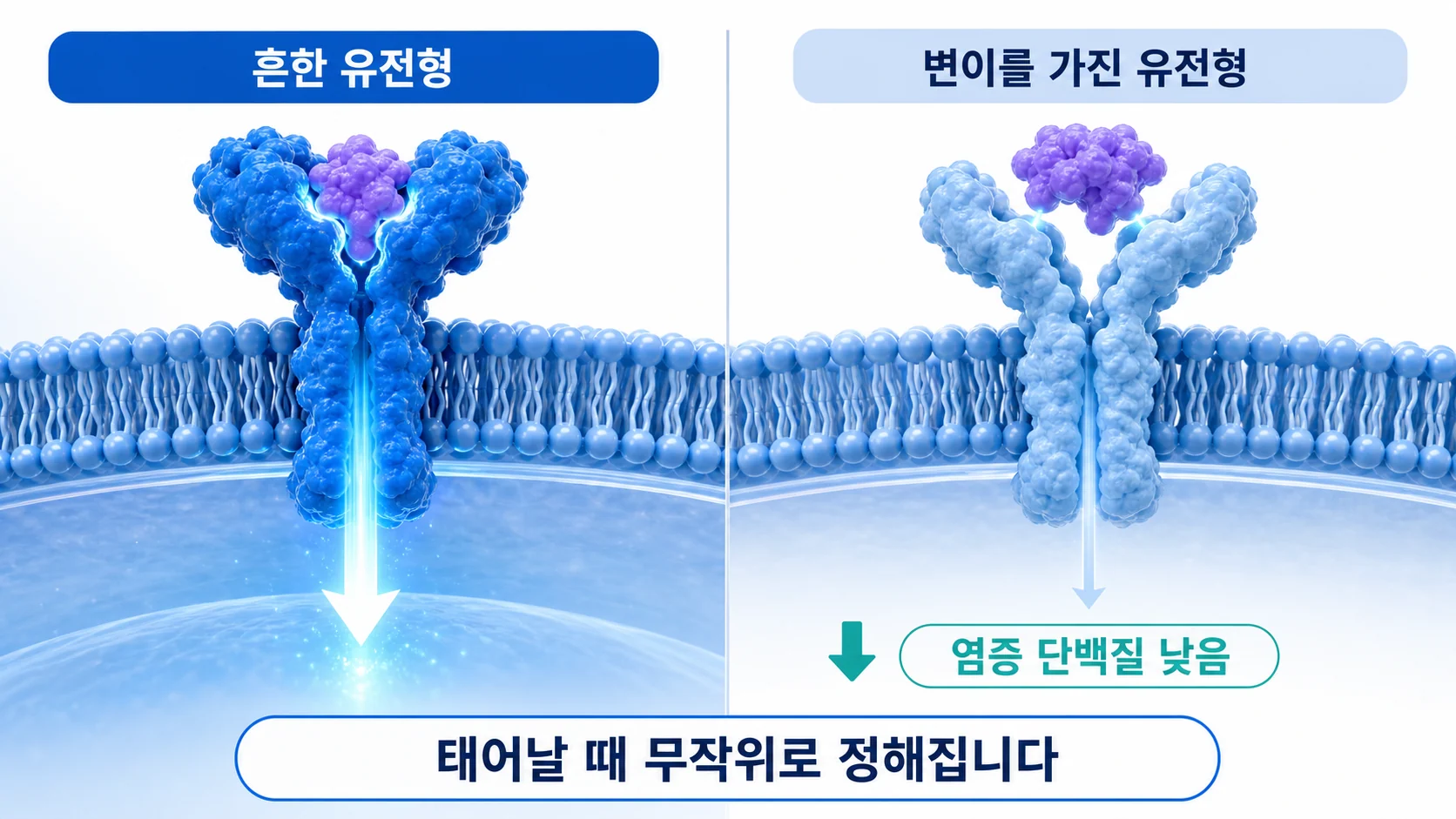 유전자 변이로 인터루킨-6 신호가 약한 사람에서 관상동맥질환 위험이 낮았던 결과를 그린 그래프