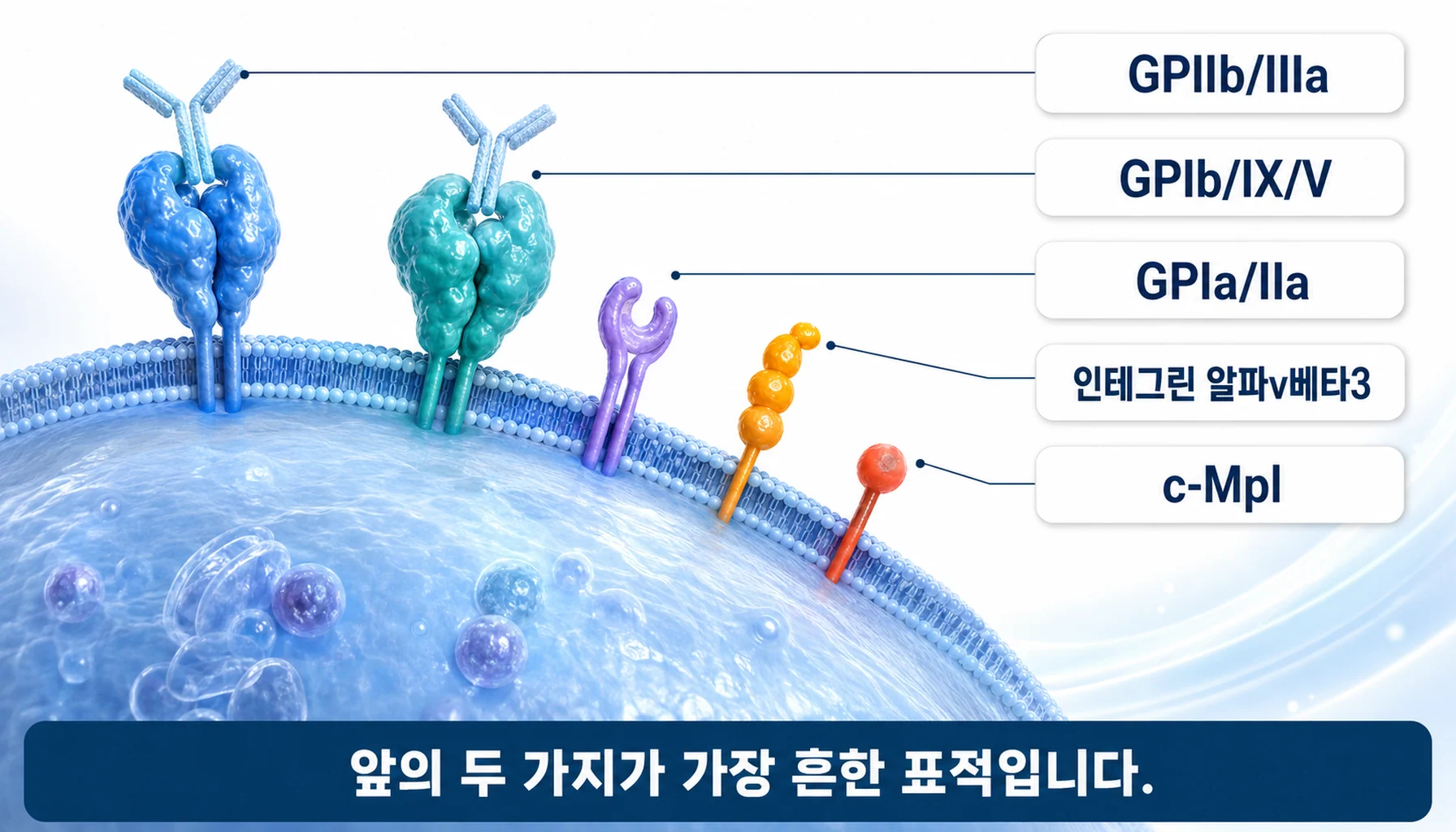 항혈소판 항체가 결합하는 혈소판 표면의 주요 표적들을 정리한 그림