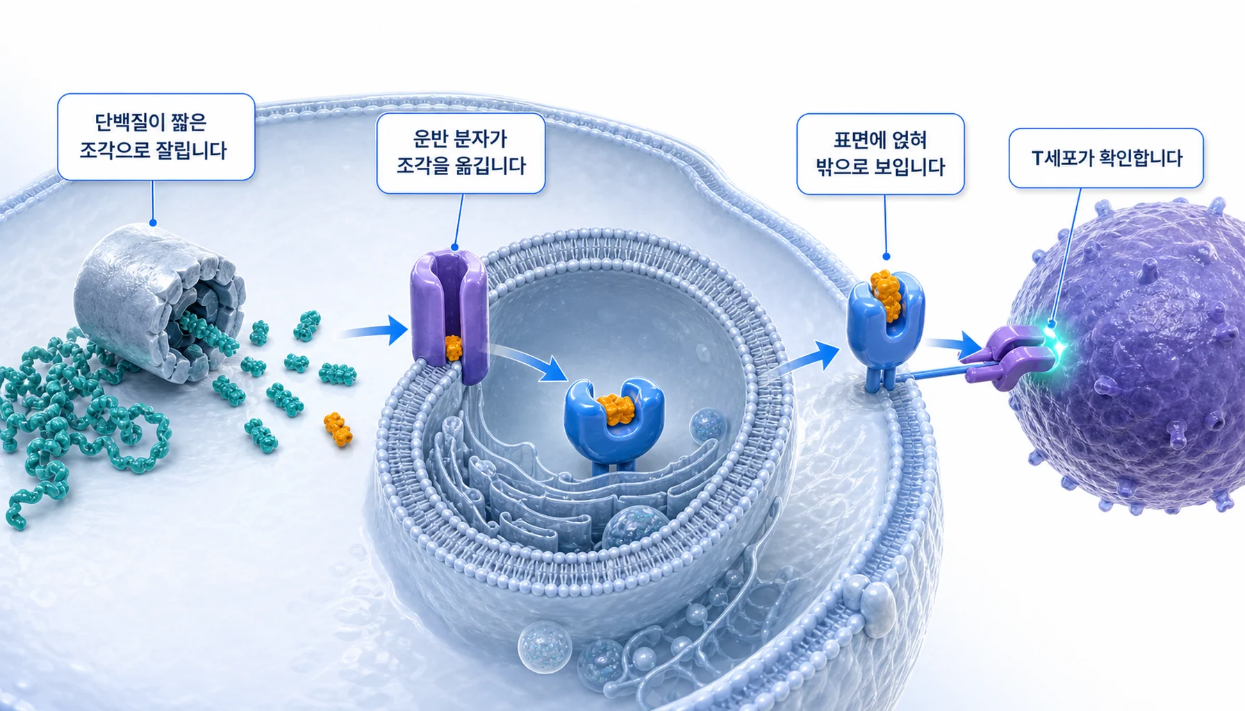 세포 안 단백질이 잘려 주조직적합복합체 1형에 얹혀 표면에 제시되는 과정을 그린 그림