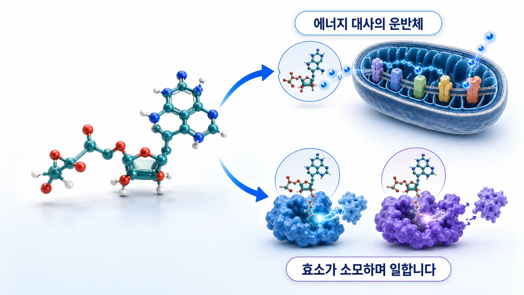 NAD⁺가 에너지 대사와 여러 효소 반응에 쓰이는 관계를 그린 그림