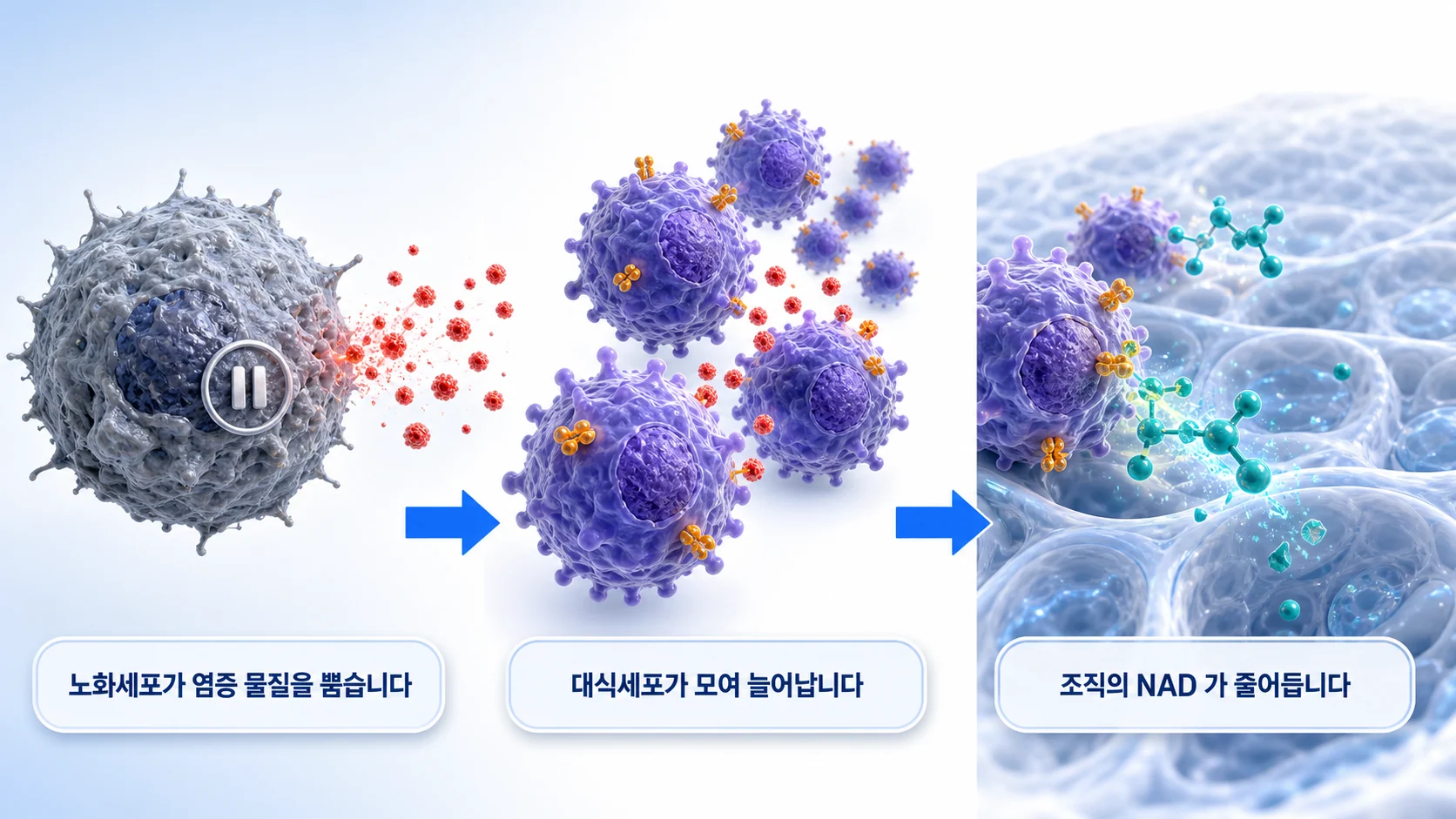 노화세포의 분비물이 대식세포를 불러 NAD를 소모하게 만드는 과정을 그린 그림