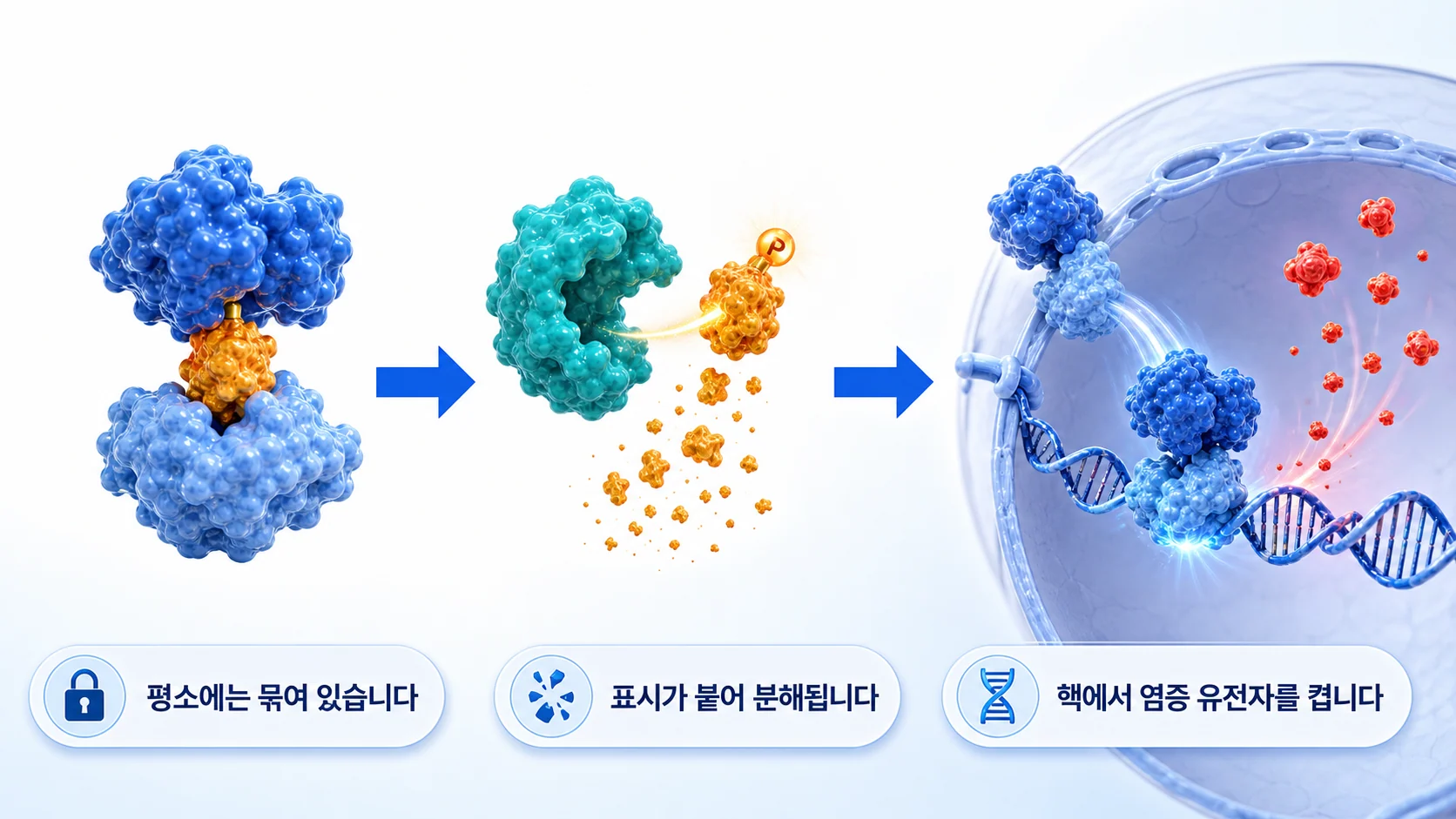 평소 억제 단백질에 묶여 있던 NF-κB가 풀려나 핵으로 들어가 염증 유전자를 켜는 과정을 그린 그림
