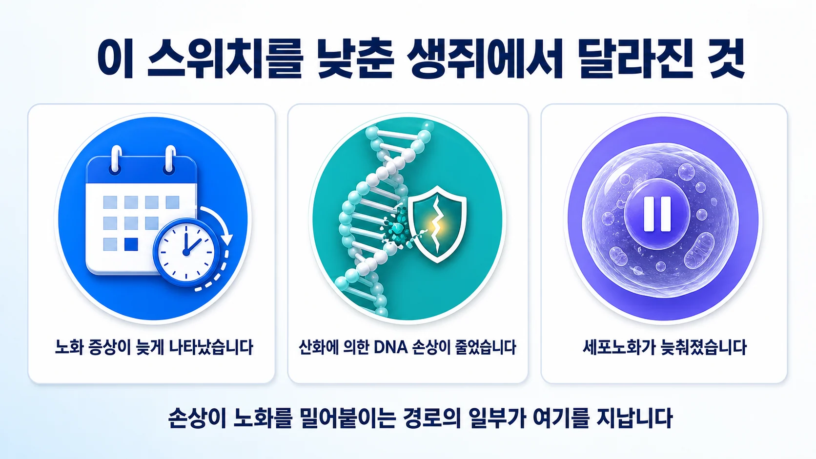 NF-κB를 낮춘 조로 생쥐에서 나타난 세 가지 변화를 정리한 그림
