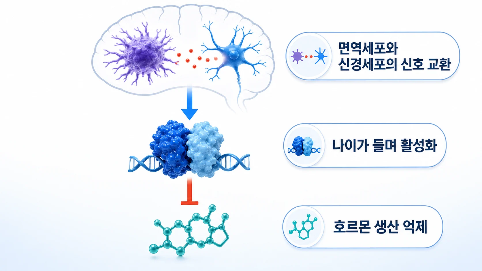 시상하부의 미세아교세포와 신경세포 사이 면역 신호가 성선자극호르몬방출호르몬을 낮추는 관계를 그린 그림