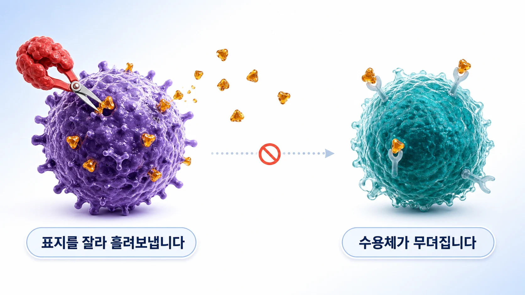 종양이 표지를 잘라 혈액으로 흘려보내 자연살해세포의 수용체를 무디게 만드는 과정을 그린 그림