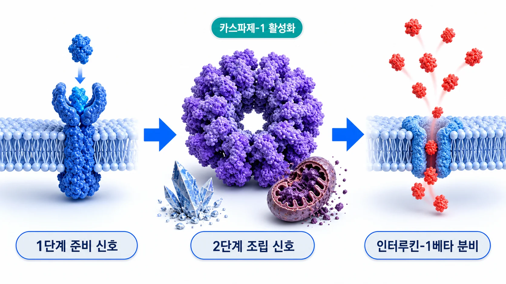 NLRP3 인플라마좀이 두 단계 신호로 조립되어 카스파제-1을 활성화하고 인터루킨-1베타를 내보내는 과정을 그린 그림