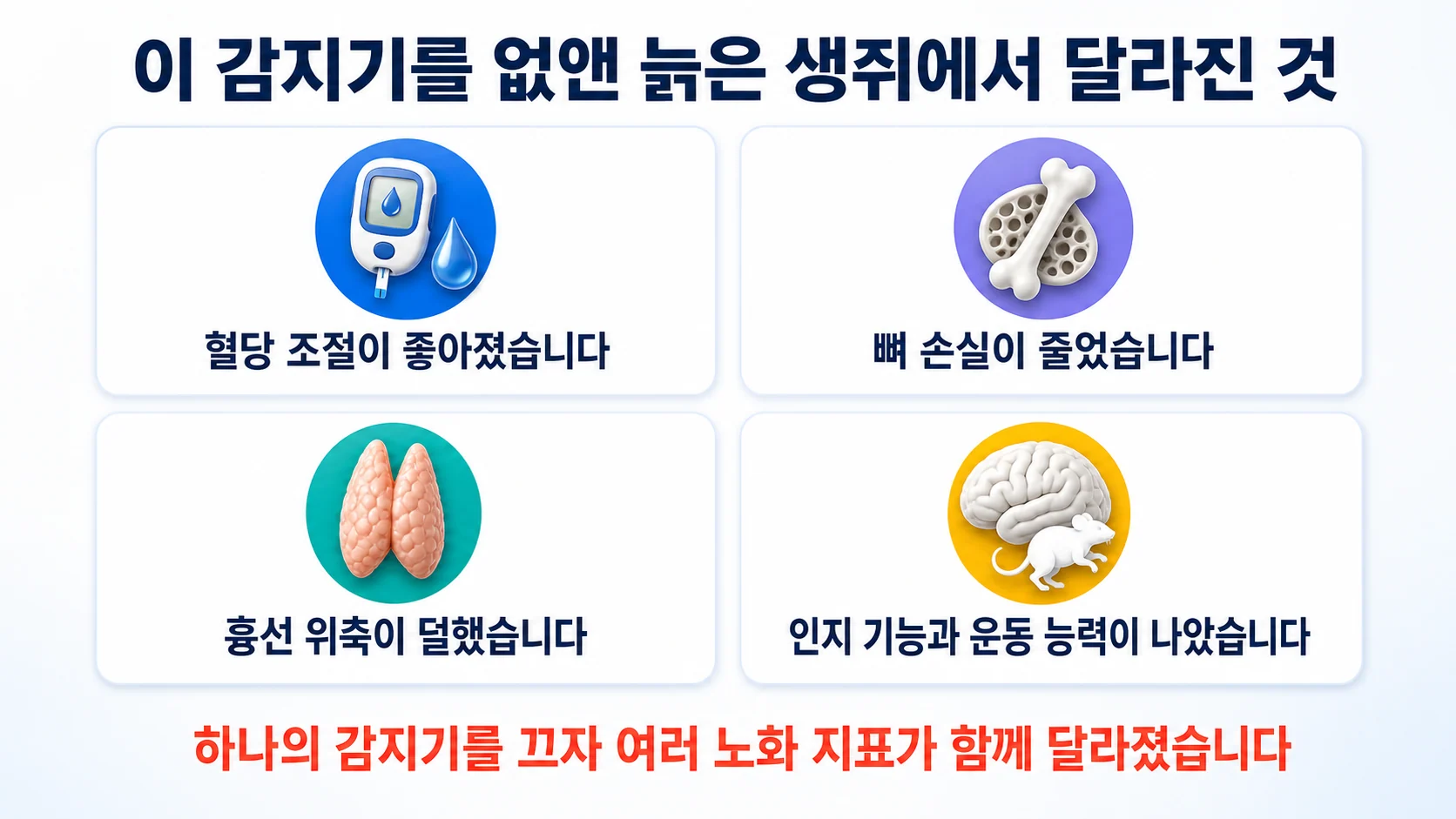 NLRP3를 없앤 늙은 생쥐에서 확인된 네 가지 변화를 정리한 그림