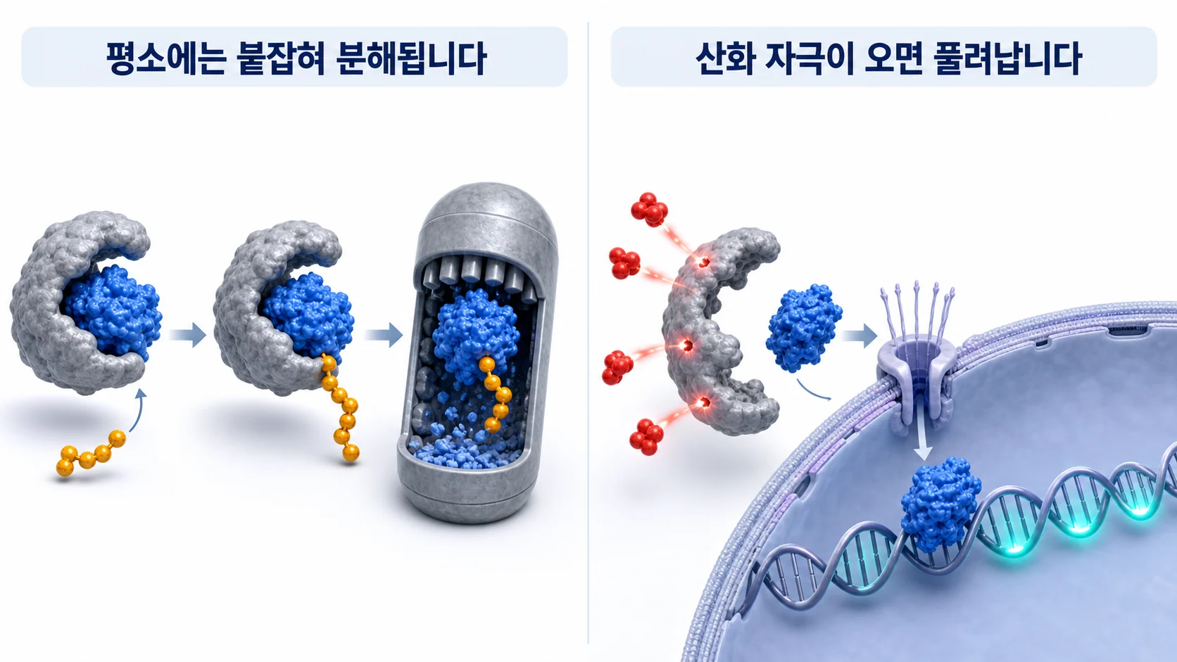Keap1이 Nrf2를 붙잡아 분해하다가 산화 자극에 풀려나는 과정을 그린 그림