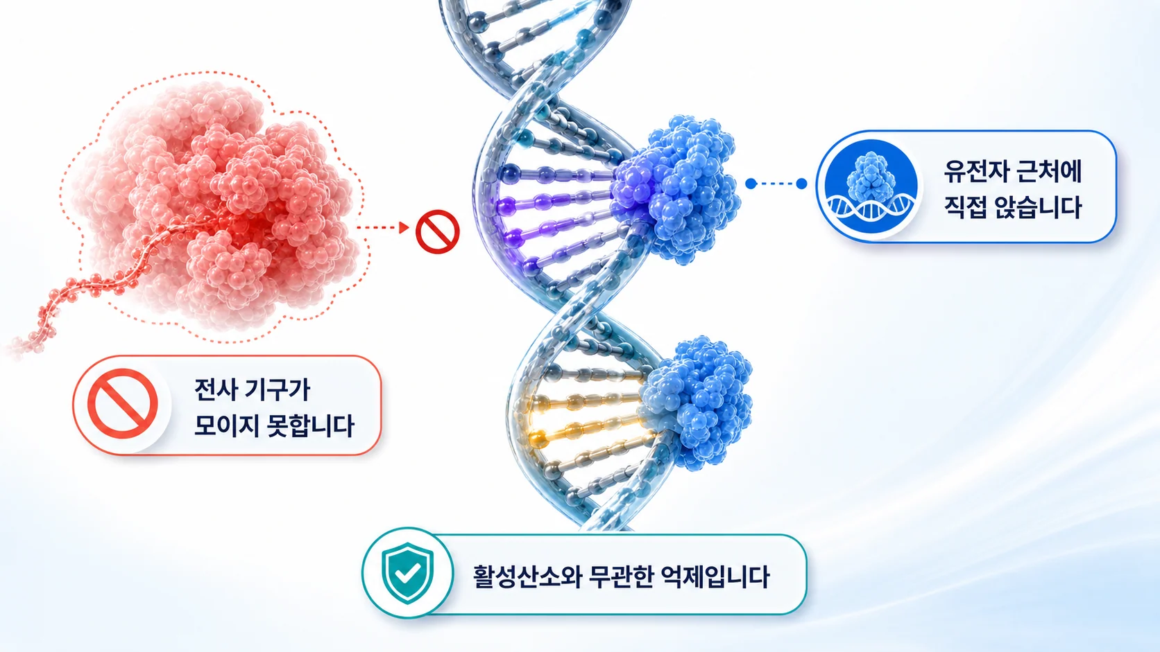 Nrf2가 염증 유전자에 직접 앉아 전사를 막는 과정을 그린 그림
