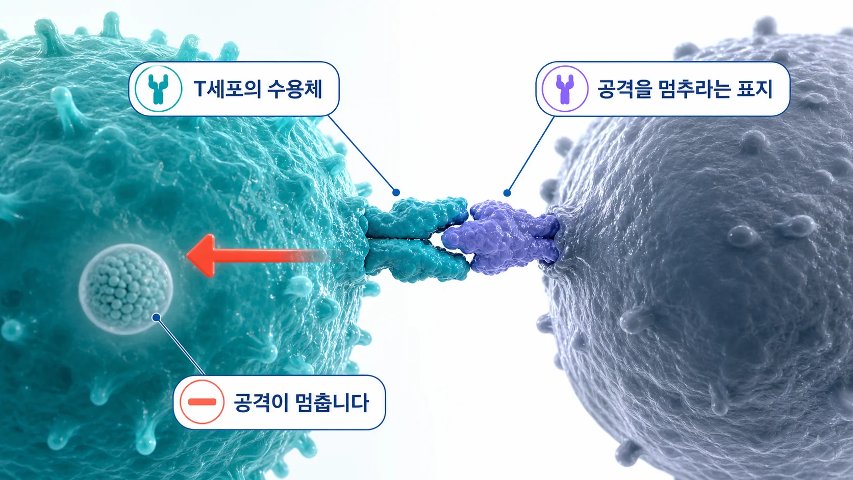 PD-L1이 T세포의 수용체에 결합해 공격을 멈추게 하는 과정을 그린 그림