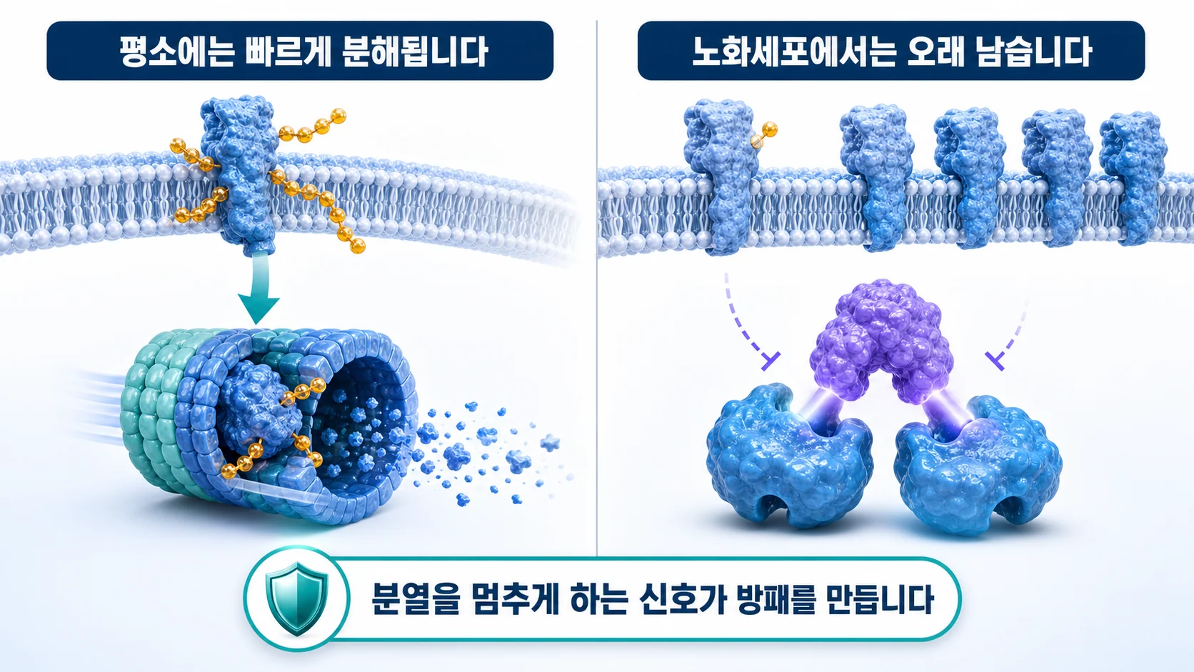 p16이 PD-L1 단백질의 분해를 늦춰 표면에 오래 남게 하는 과정을 그린 그림