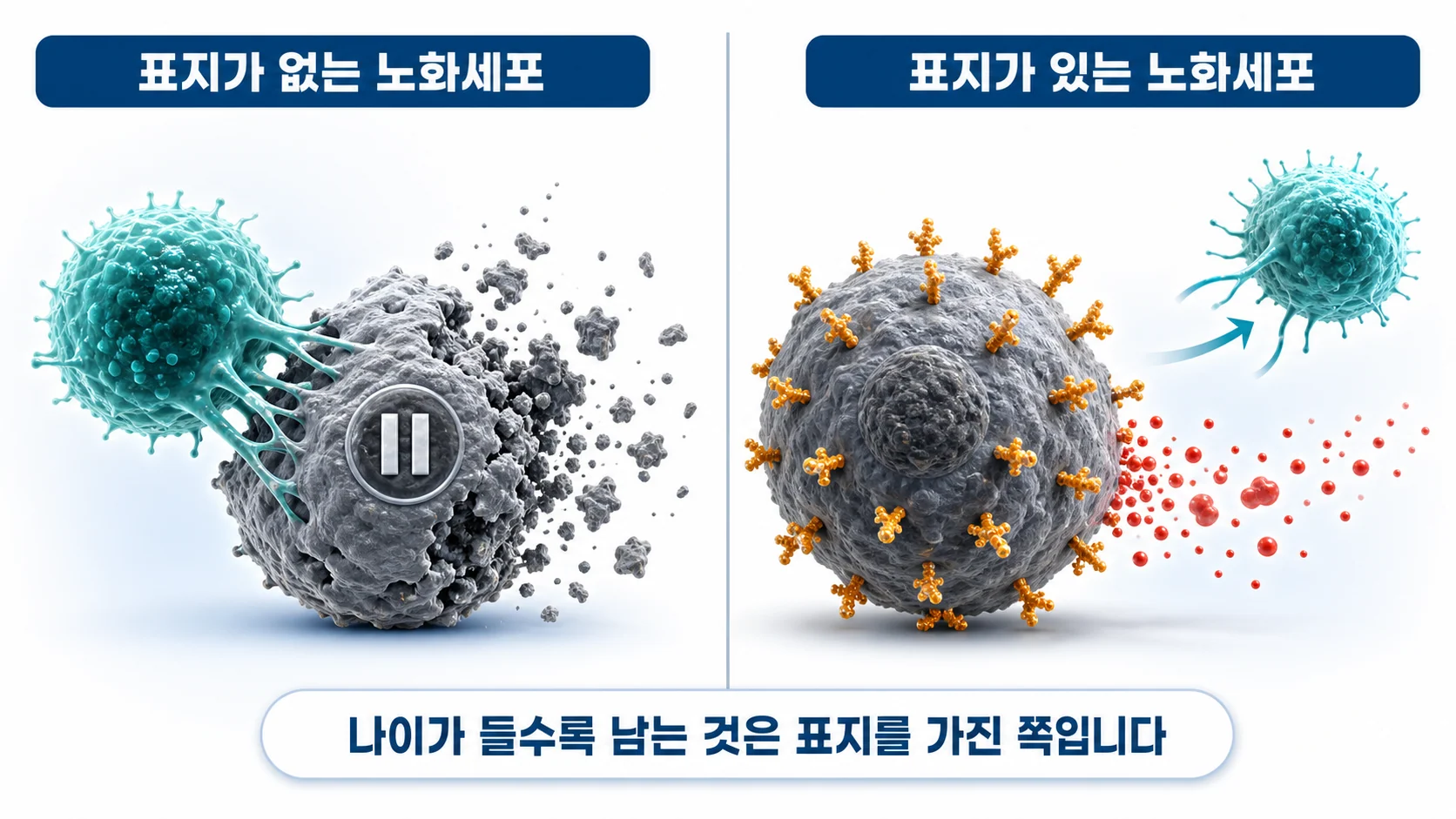 PD-L1이 없는 노화세포는 제거되고 있는 노화세포는 살아남는 차이를 그린 그림