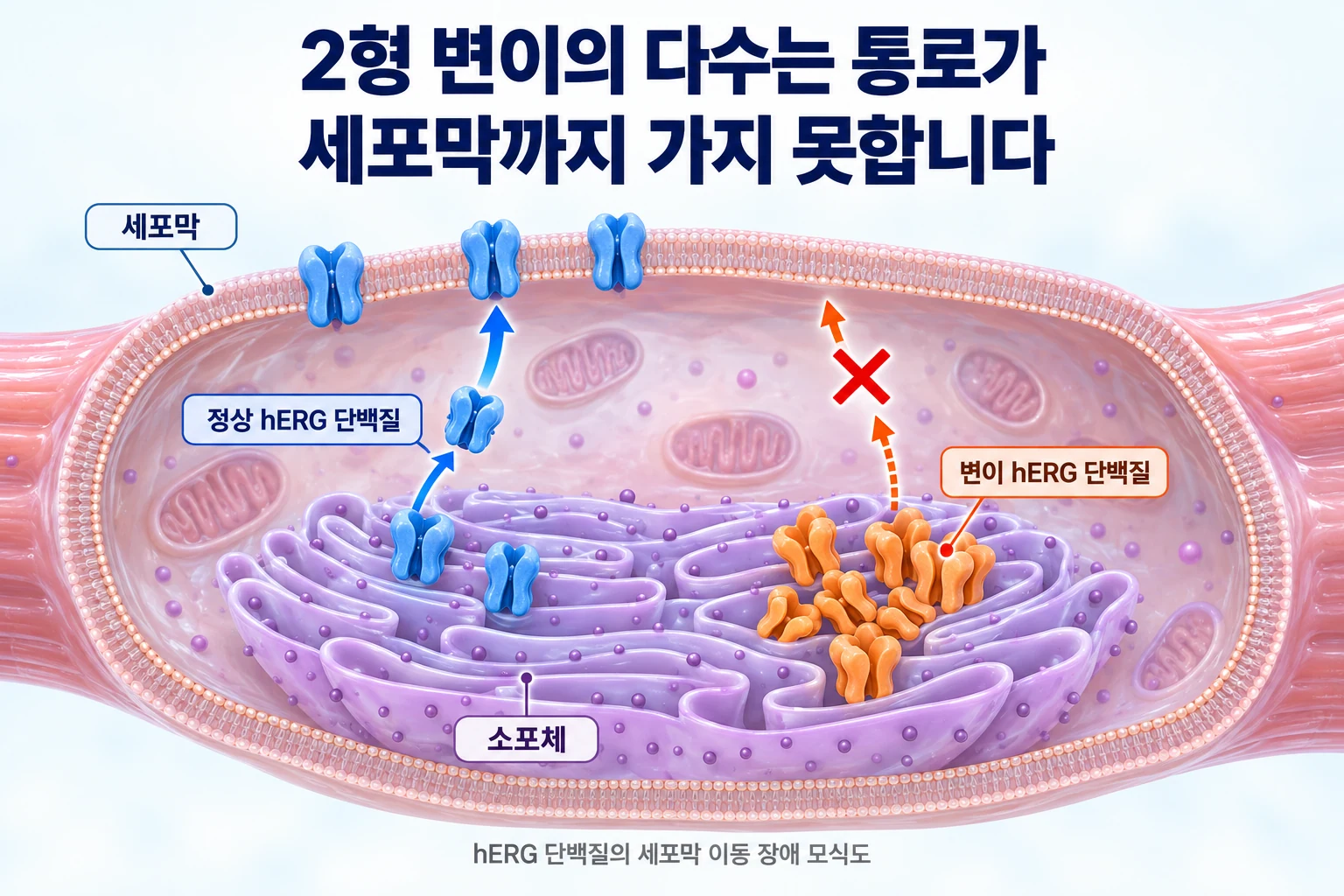 정상 hERG 단백질은 소포체에서 세포막으로 이동하고 변이 hERG 단백질은 소포체에 갇혀 있는 모습을 비교한 세포 단면 모식도