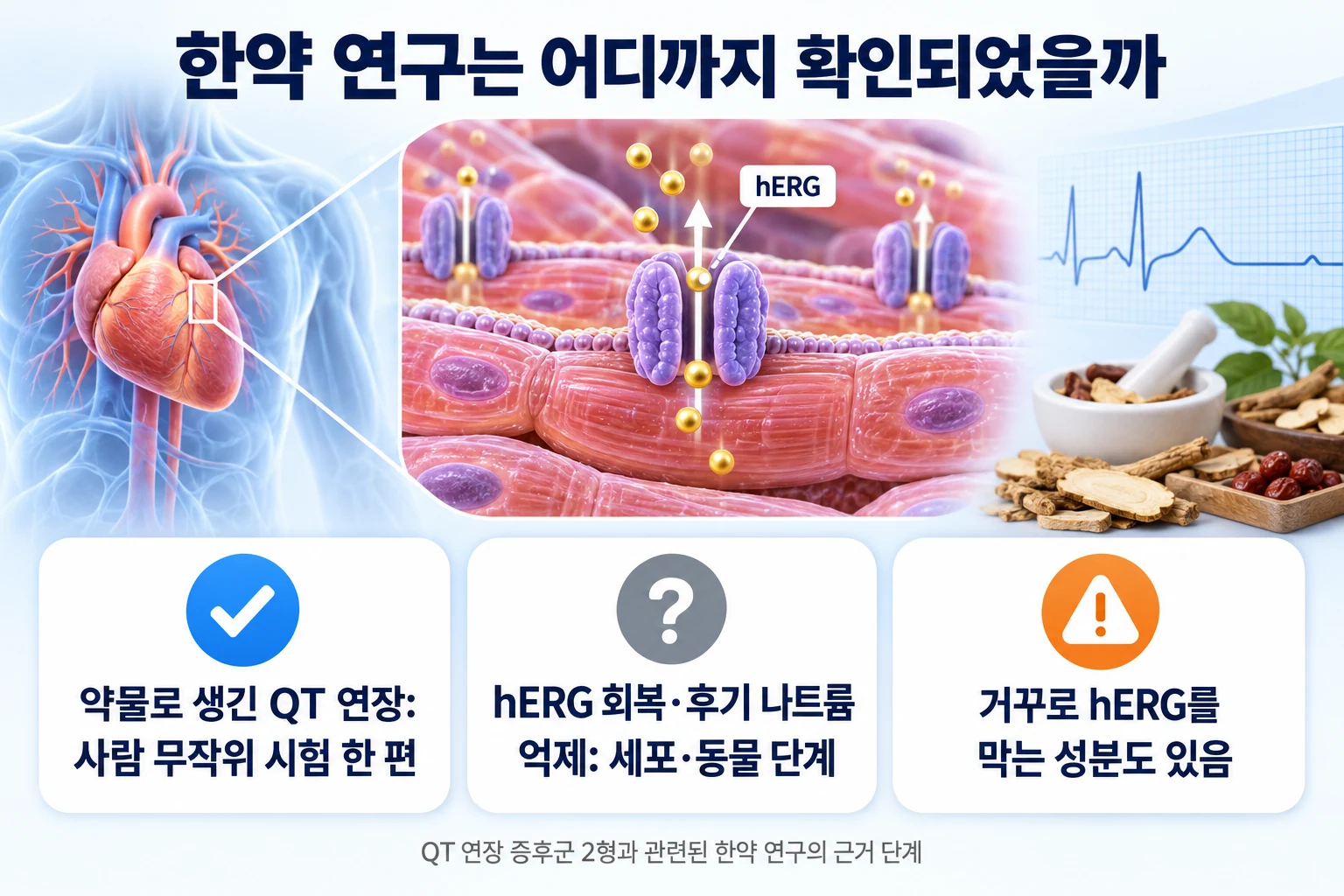 한약 연구의 근거 단계를 사람 무작위 시험 한 편, 세포·동물 단계의 hERG 회복과 후기 나트륨 억제 연구, 거꾸로 hERG를 막는 성분의 세 카드로 정리한 그림