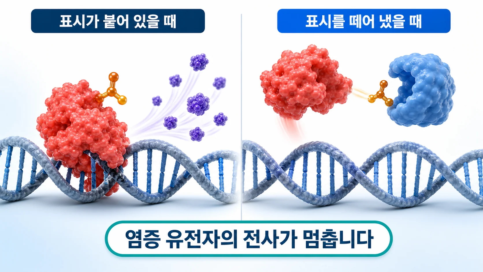 SIRT1이 염증 전사인자의 아세틸기를 떼어 내 활성을 낮추는 과정을 그린 그림