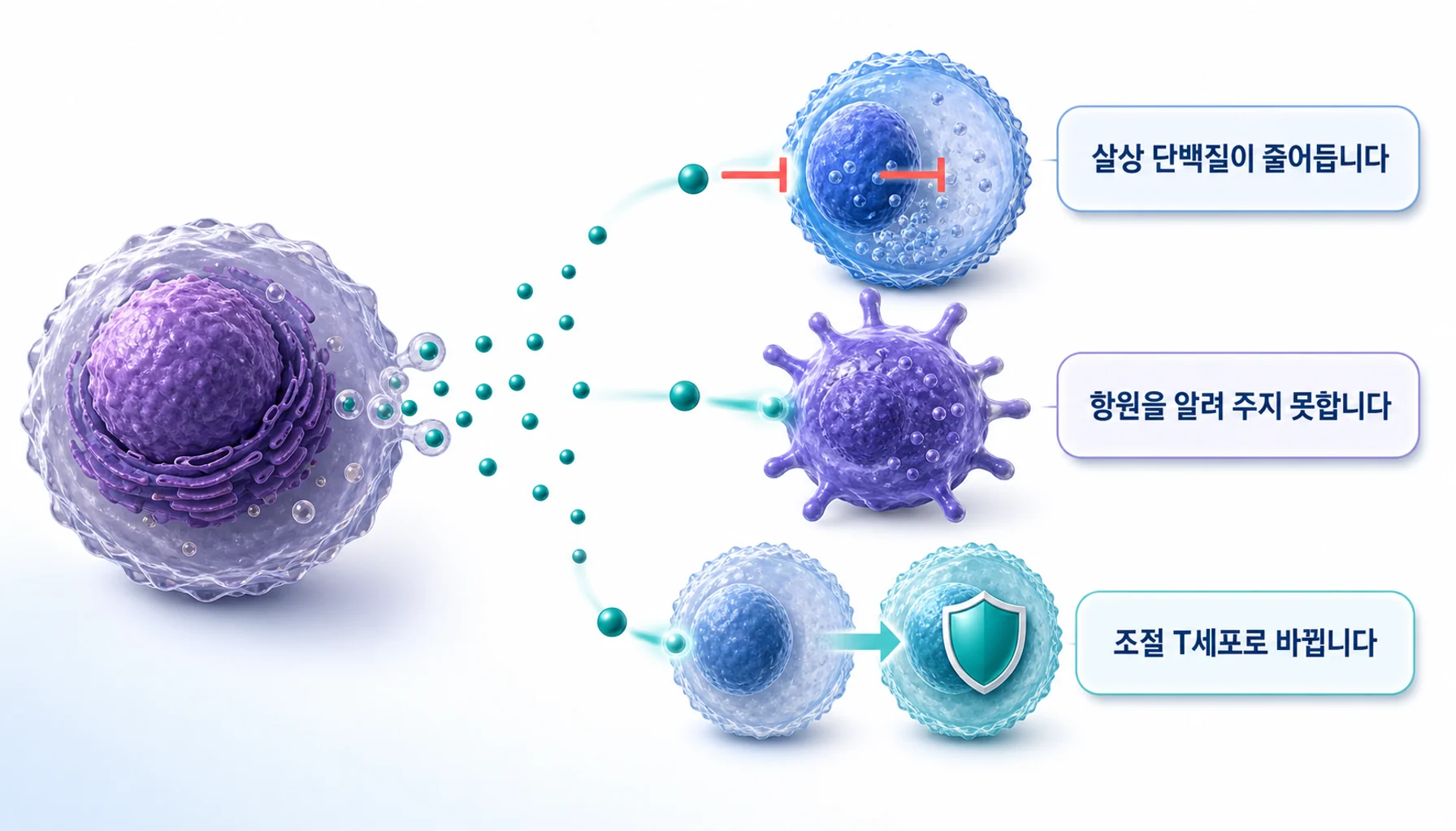 TGF-β가 세포독성 T세포와 자연살해세포의 살상 능력을 낮추는 과정을 그린 그림